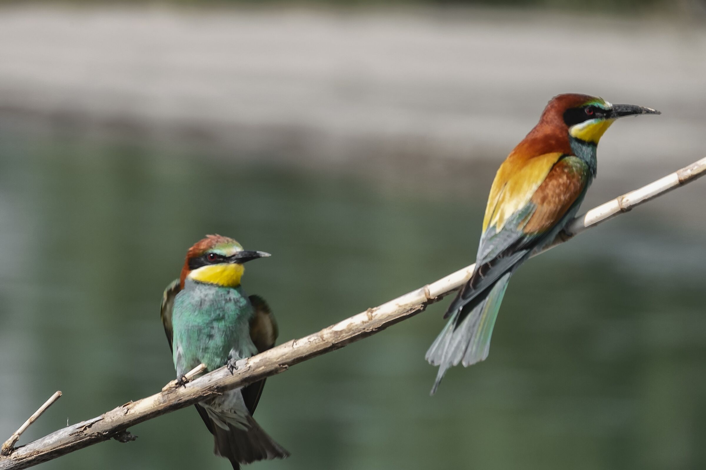 2 Gruccioni in cerca di cibo