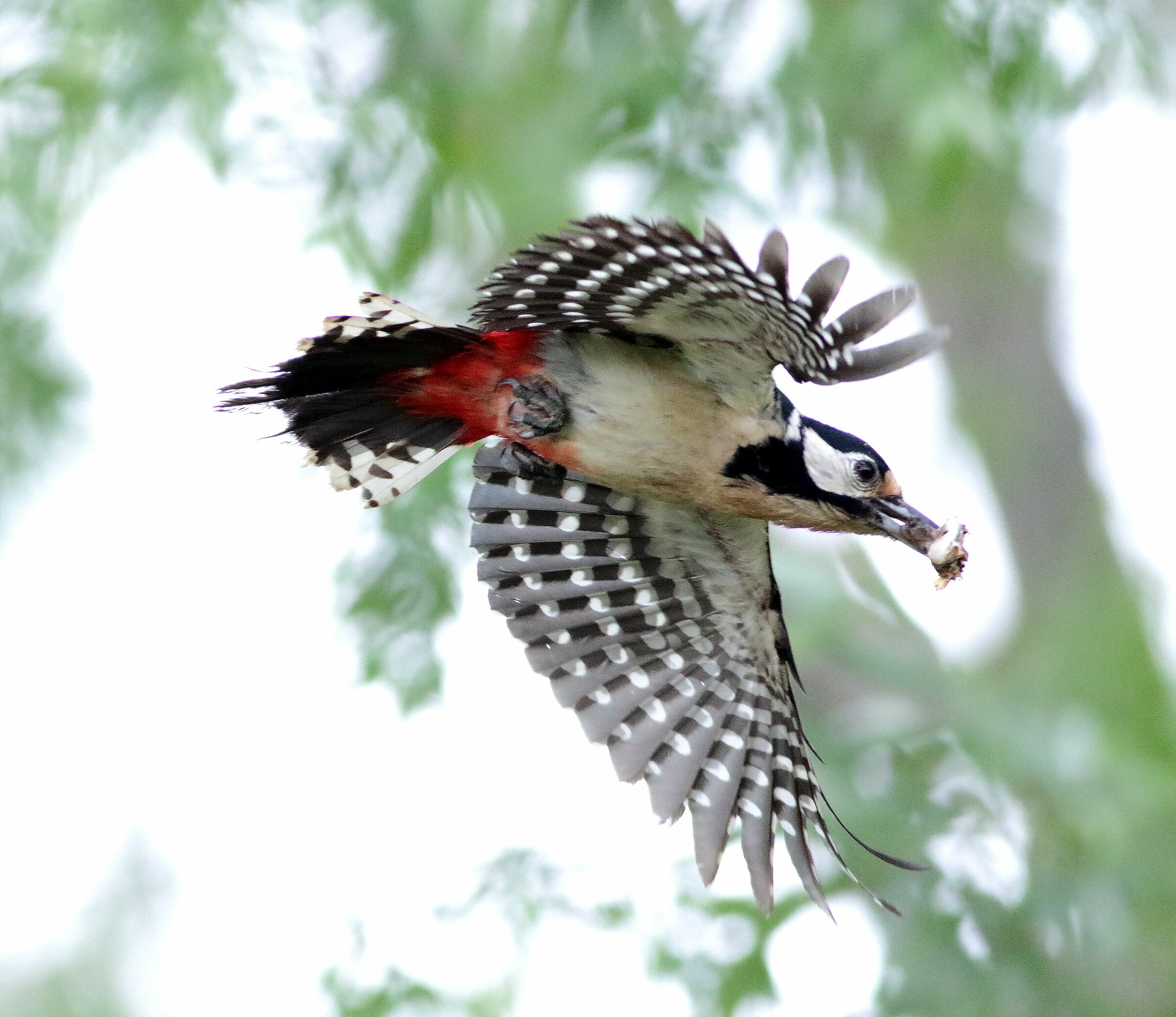 Big Red woodpeckers... Nest Cleaning