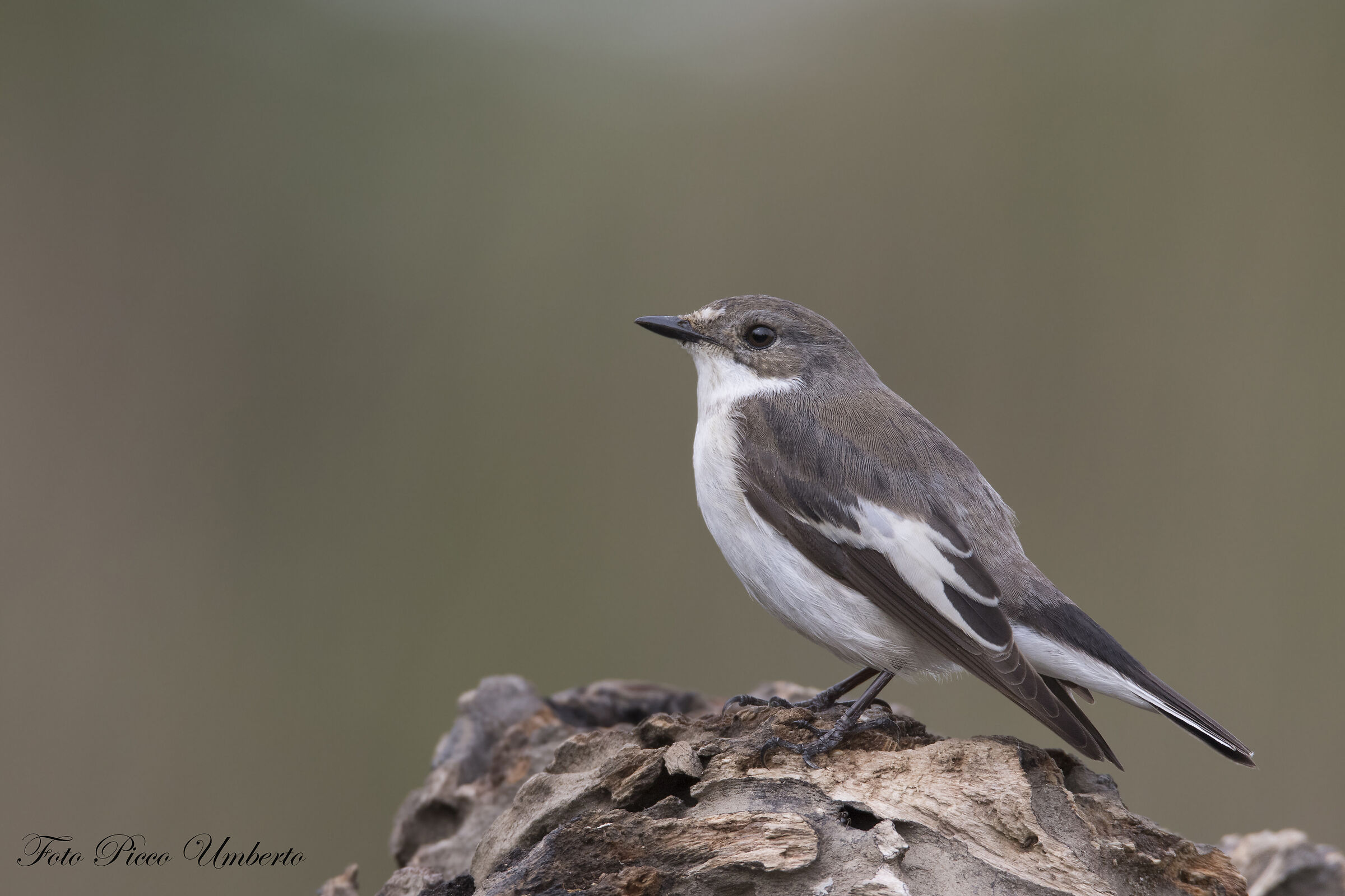 balia nera maschio o femmina ?