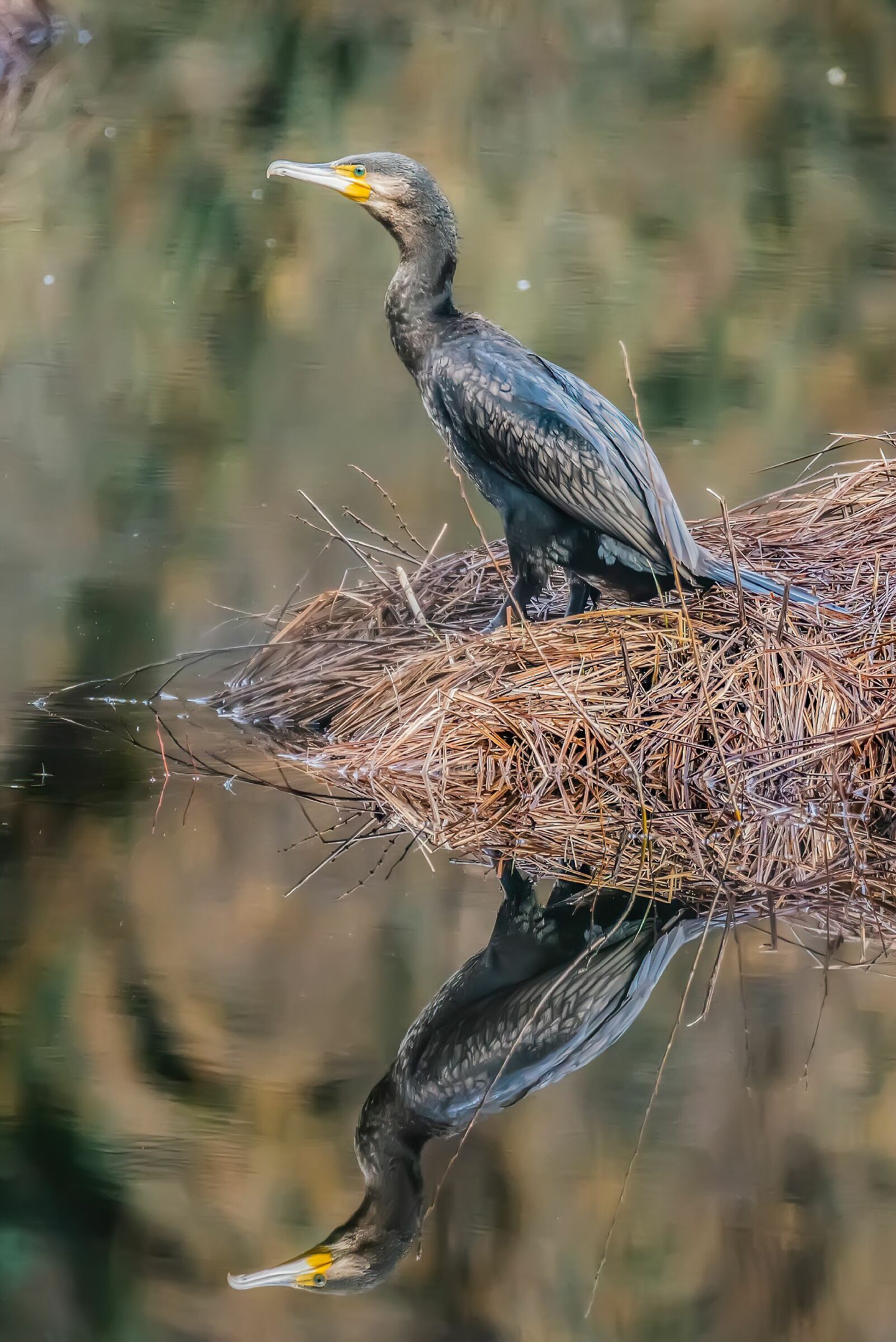 Cormorano e riflesso