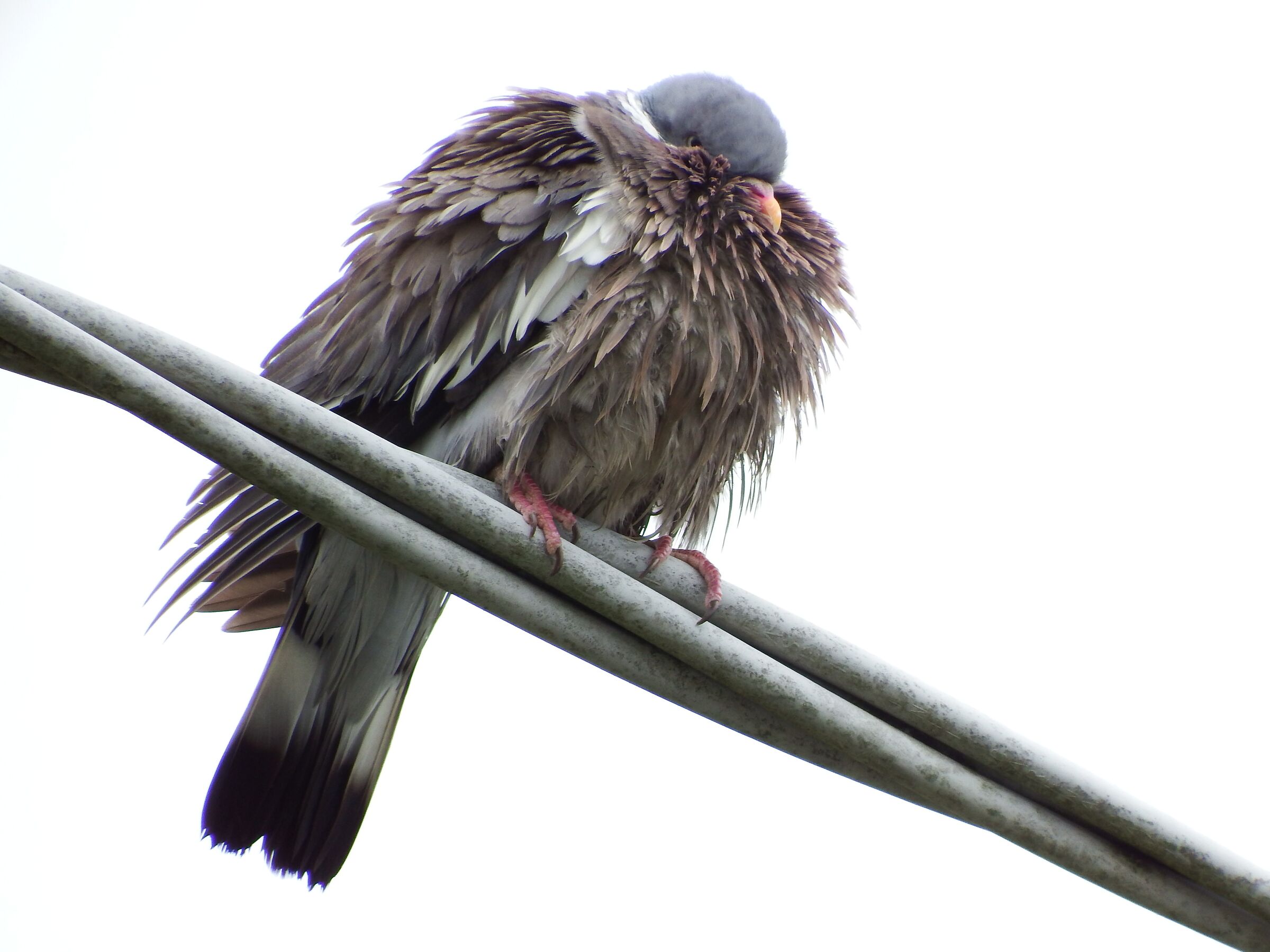 Mai asciugarsi col phon