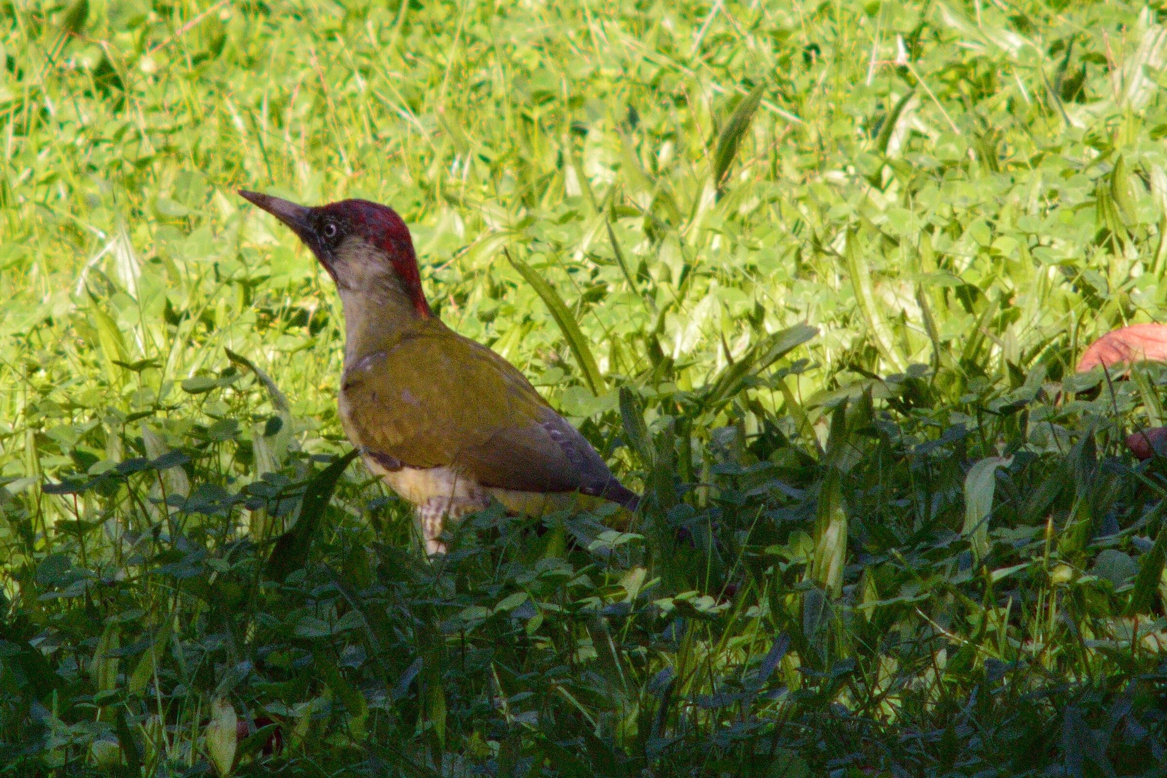 Green Woodpeckers