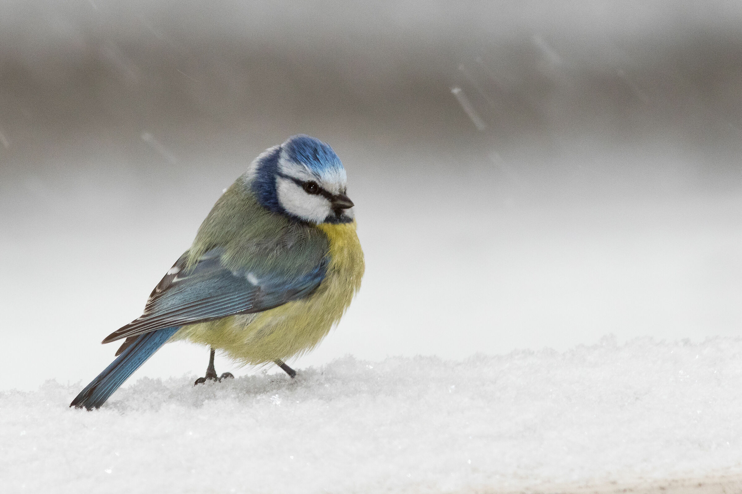 Cinciarella in winter
