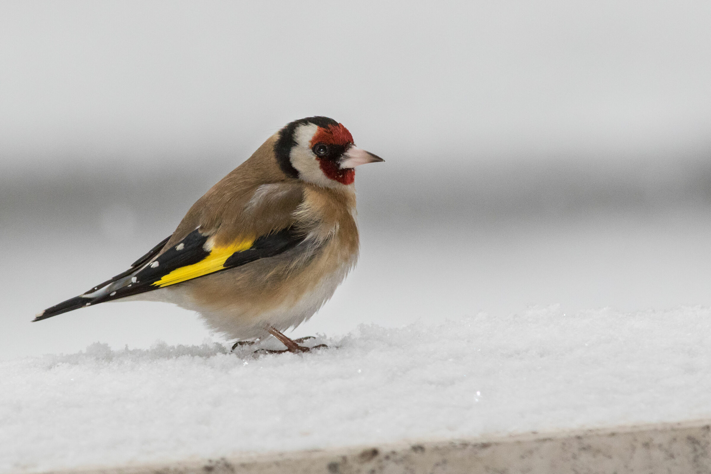 Goldfinch in winter