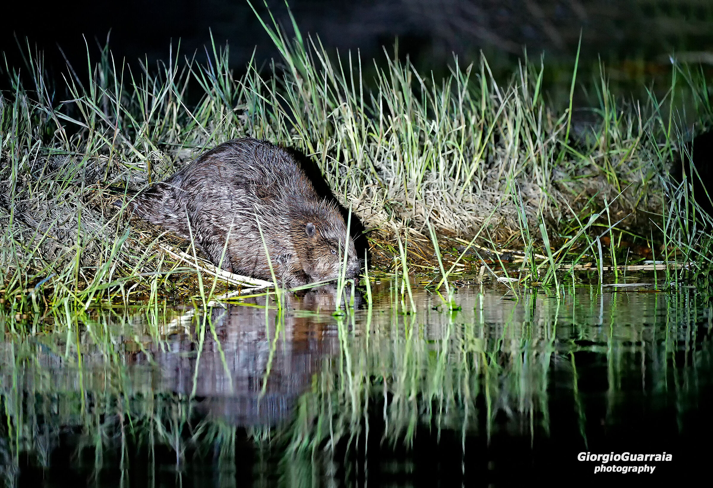 European Beaver