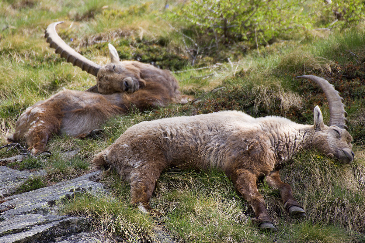 Stambecchi dopo un duro inverno