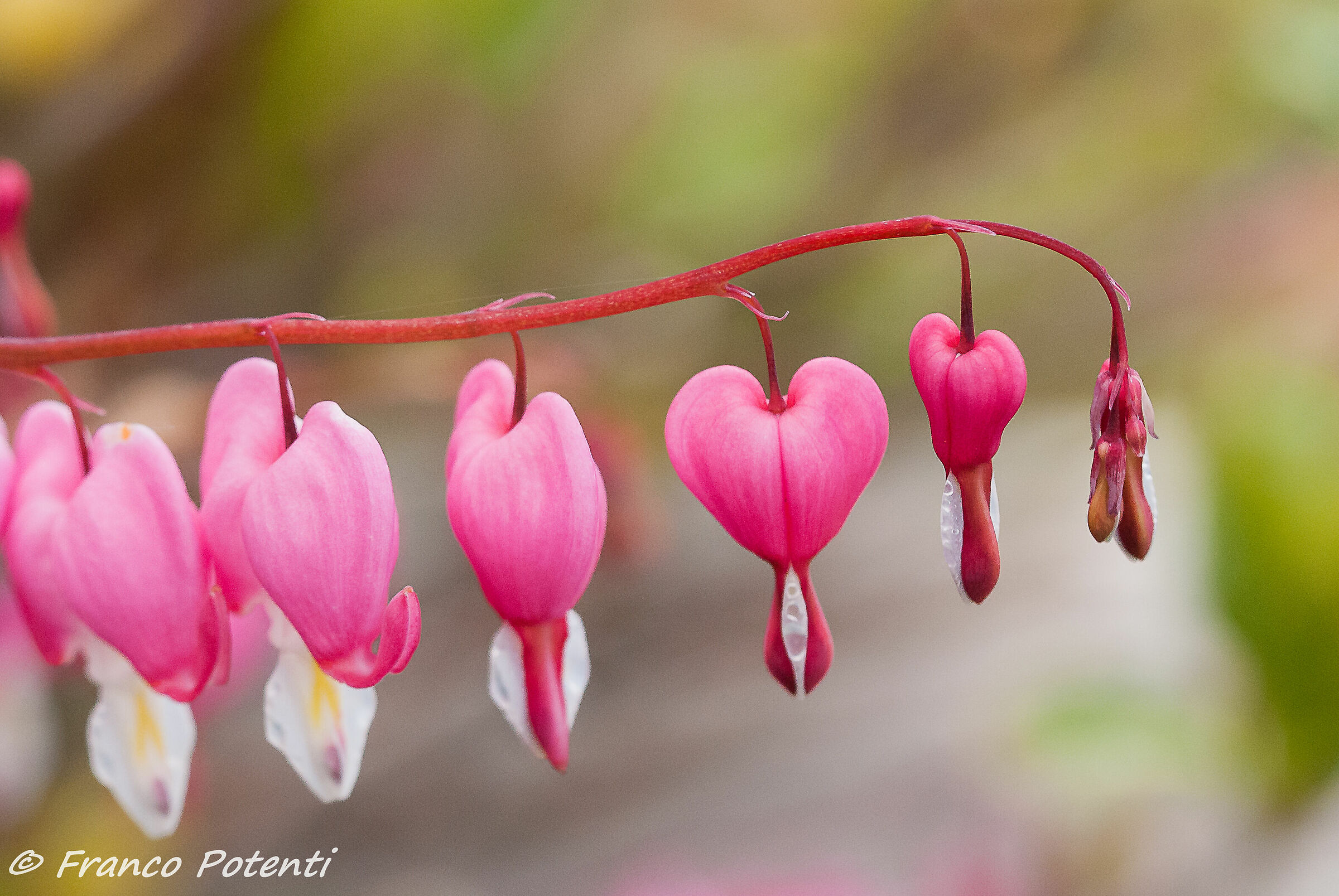 The Flower of the Lovers