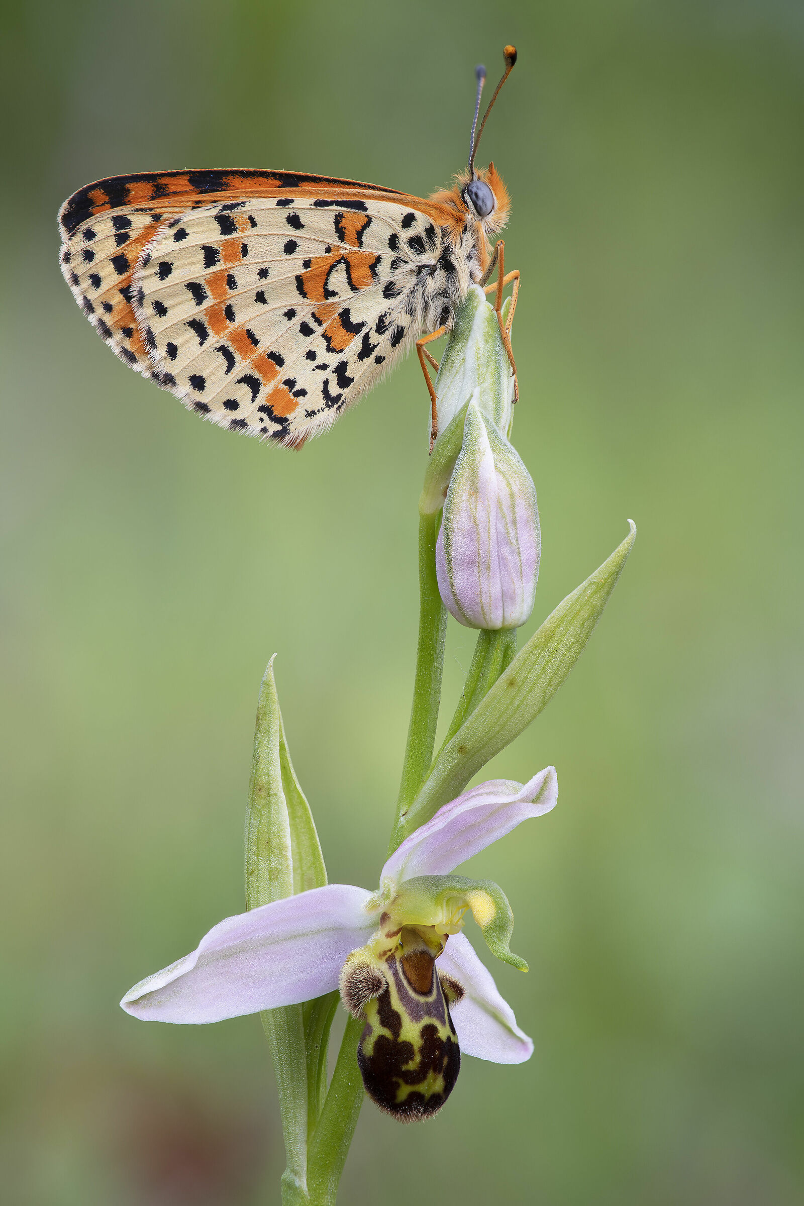Melitaea didyma su Ophrys apifera