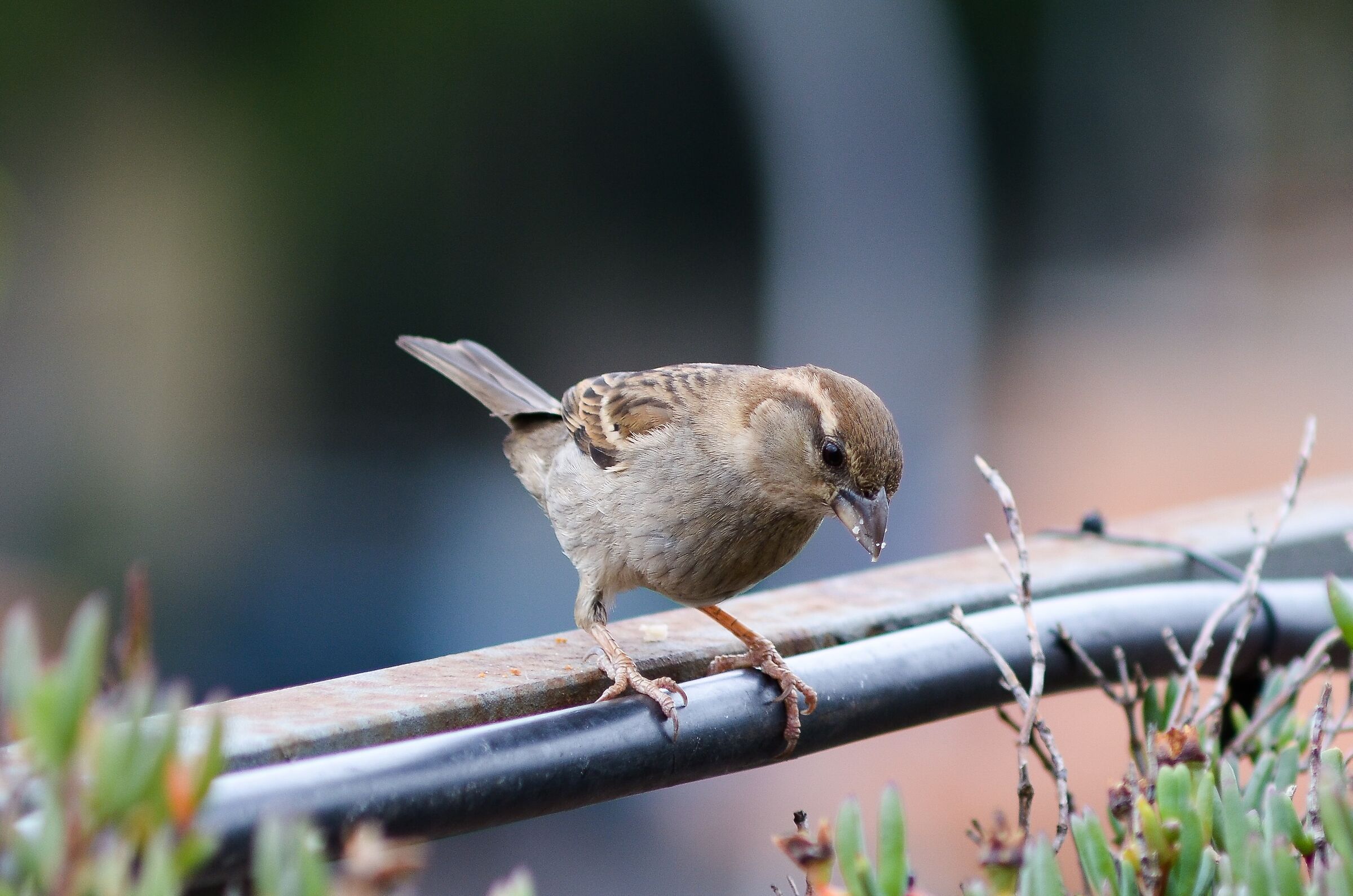 Visit on the Terrace