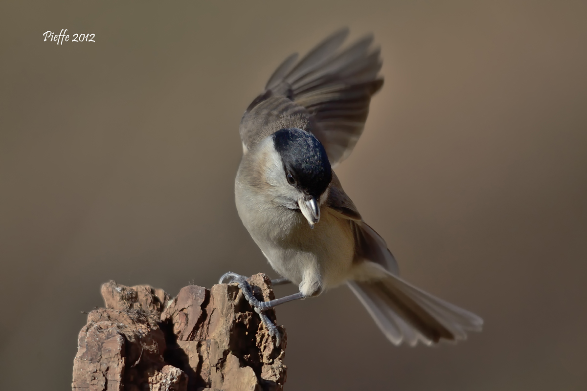 The flamenco dancer ...
