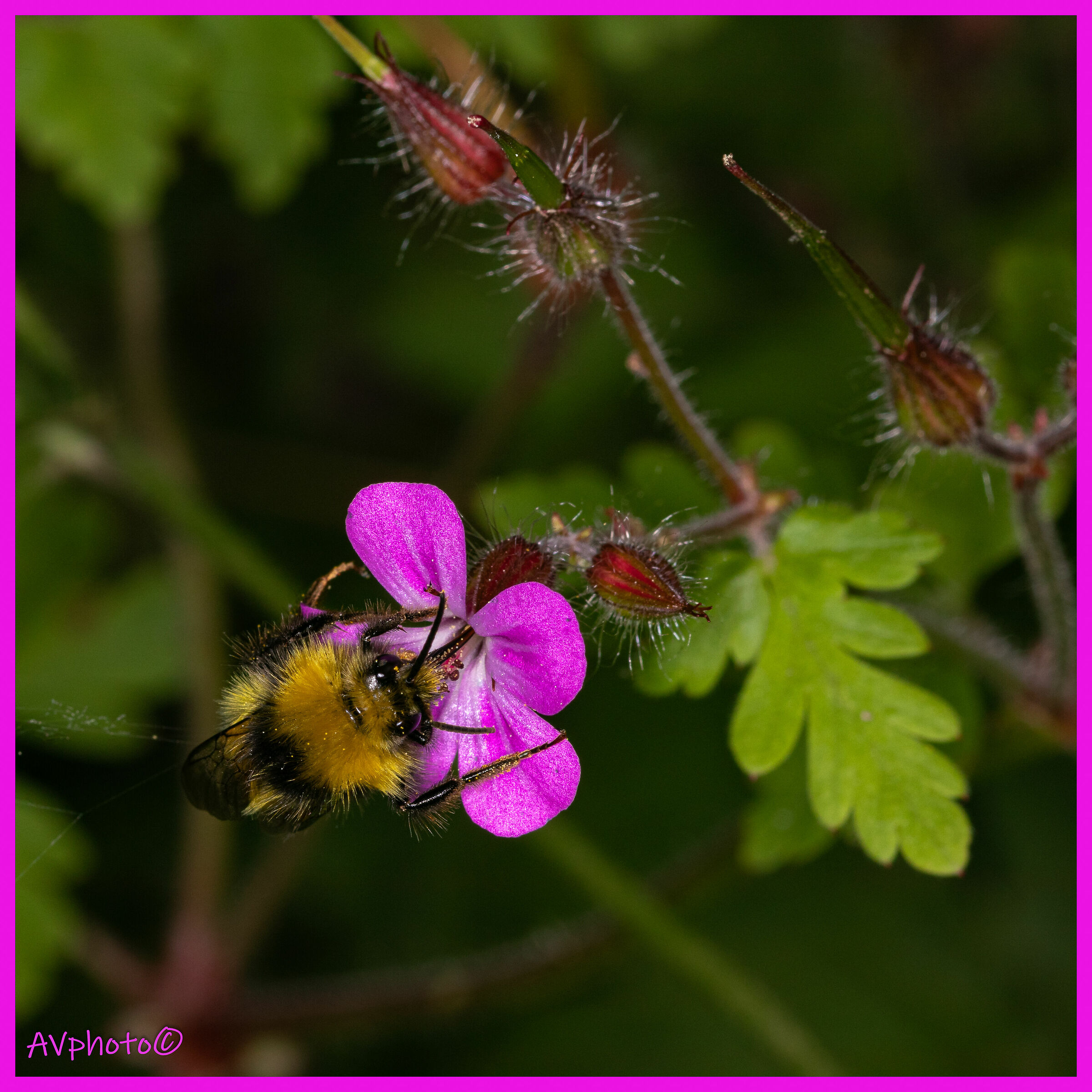 Bumblebee for breakfast ??