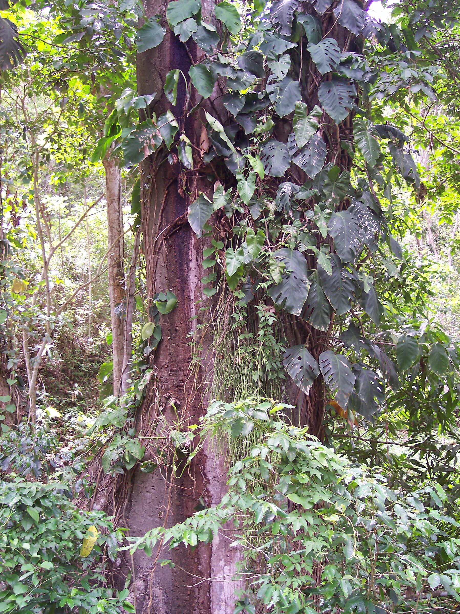 Selva