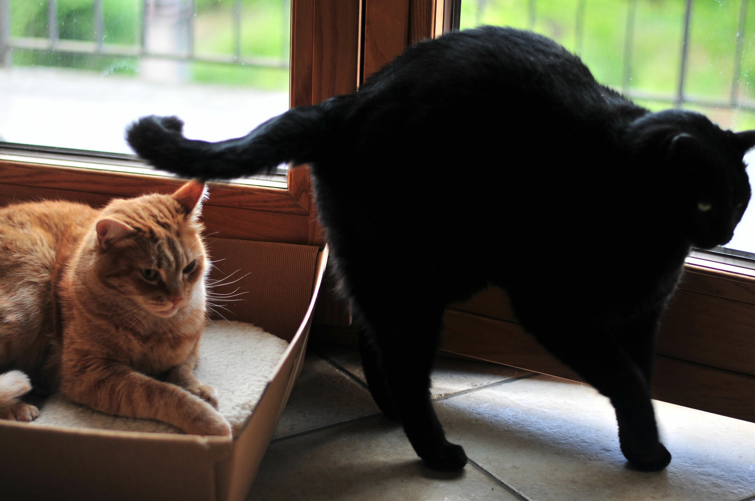 Nap Zorba and Richar Parker