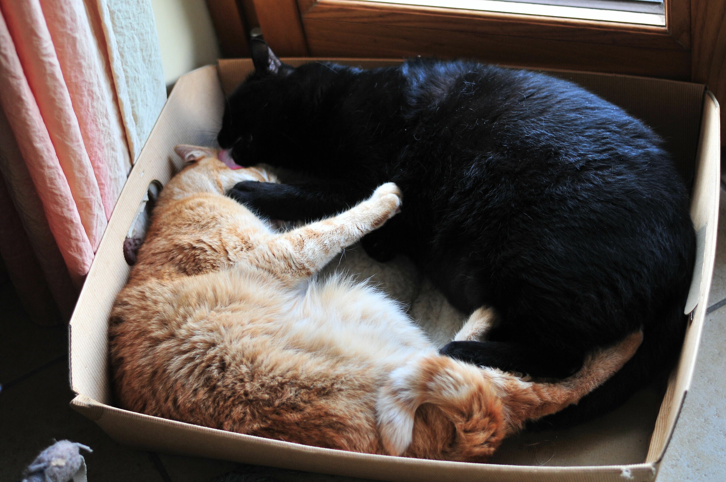 Nap Zorba and Richar Parker