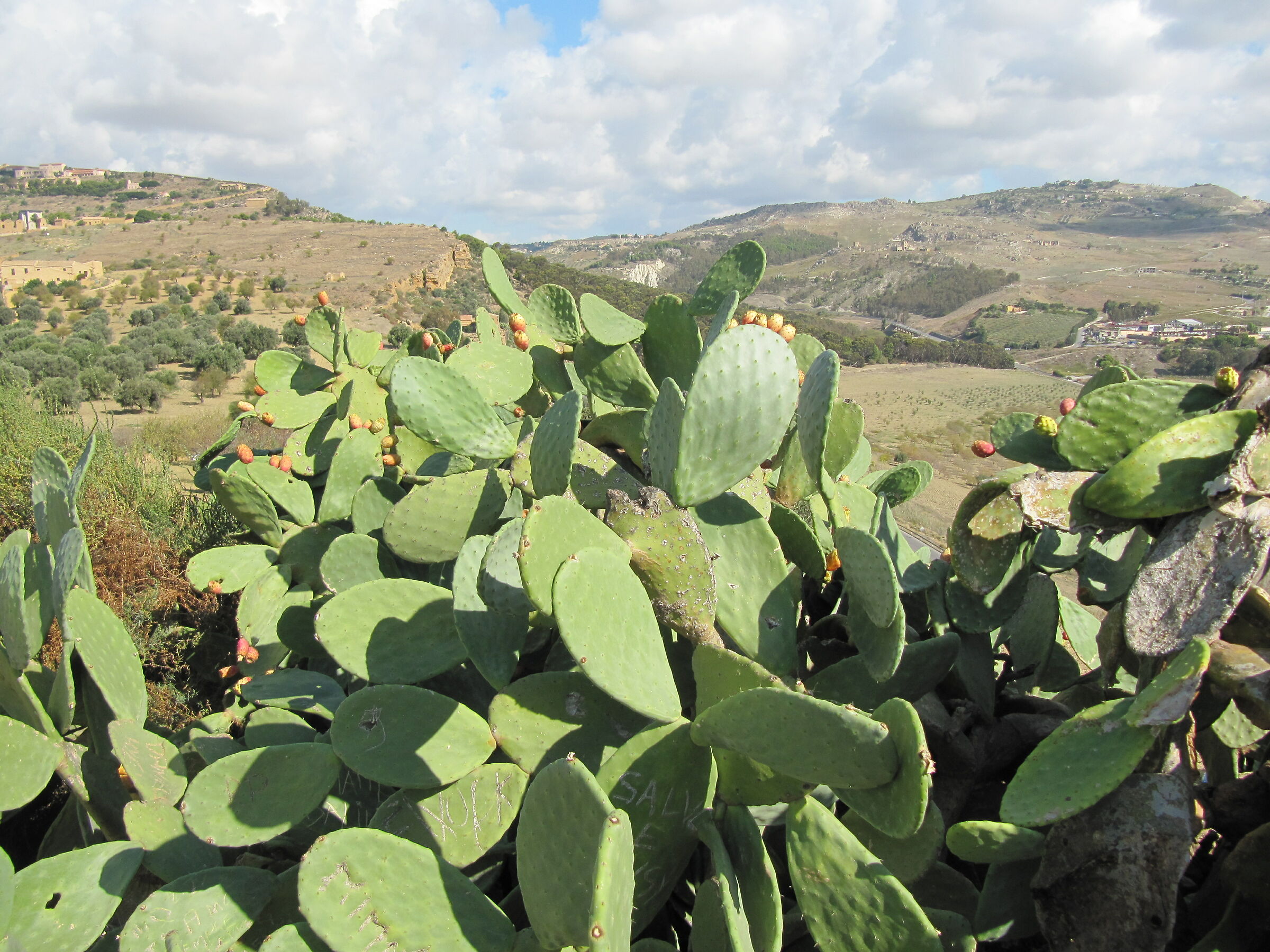 Prickly pears