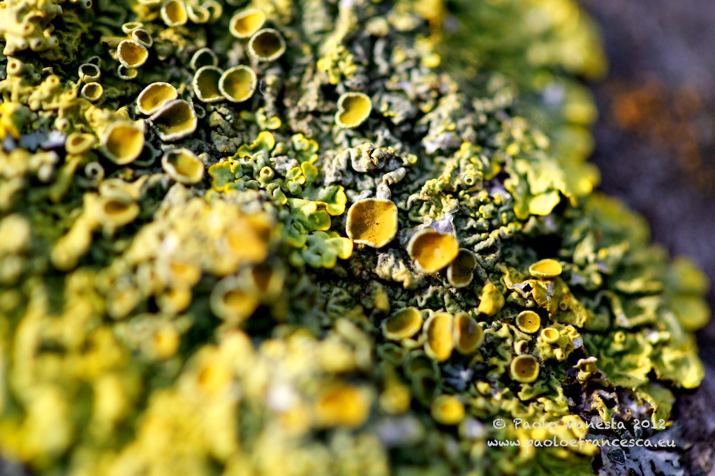 Lichens