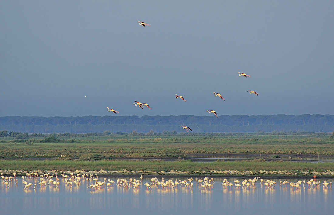 Flamingos in the Baiona Piallassa.