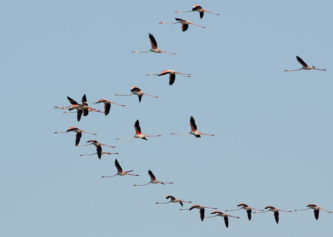 Flamingos flight