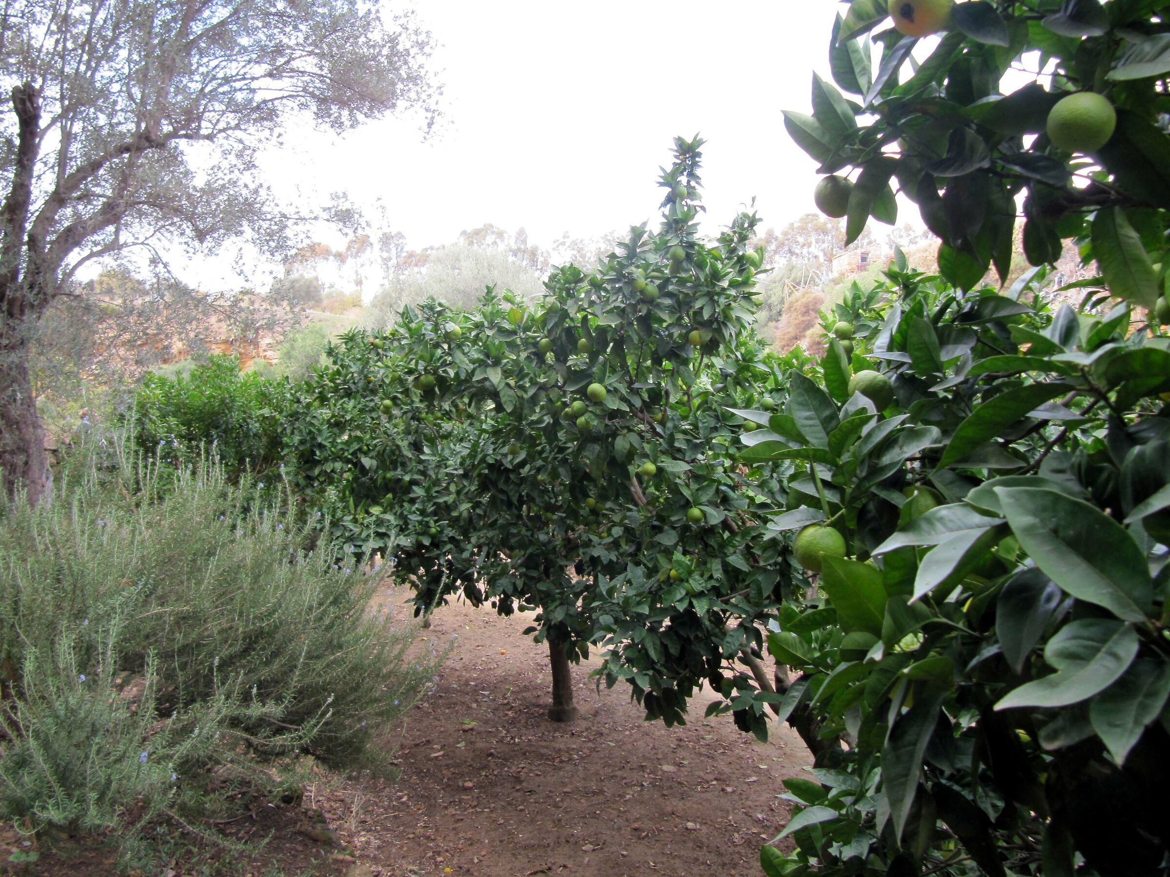 Oranges of Agrigento