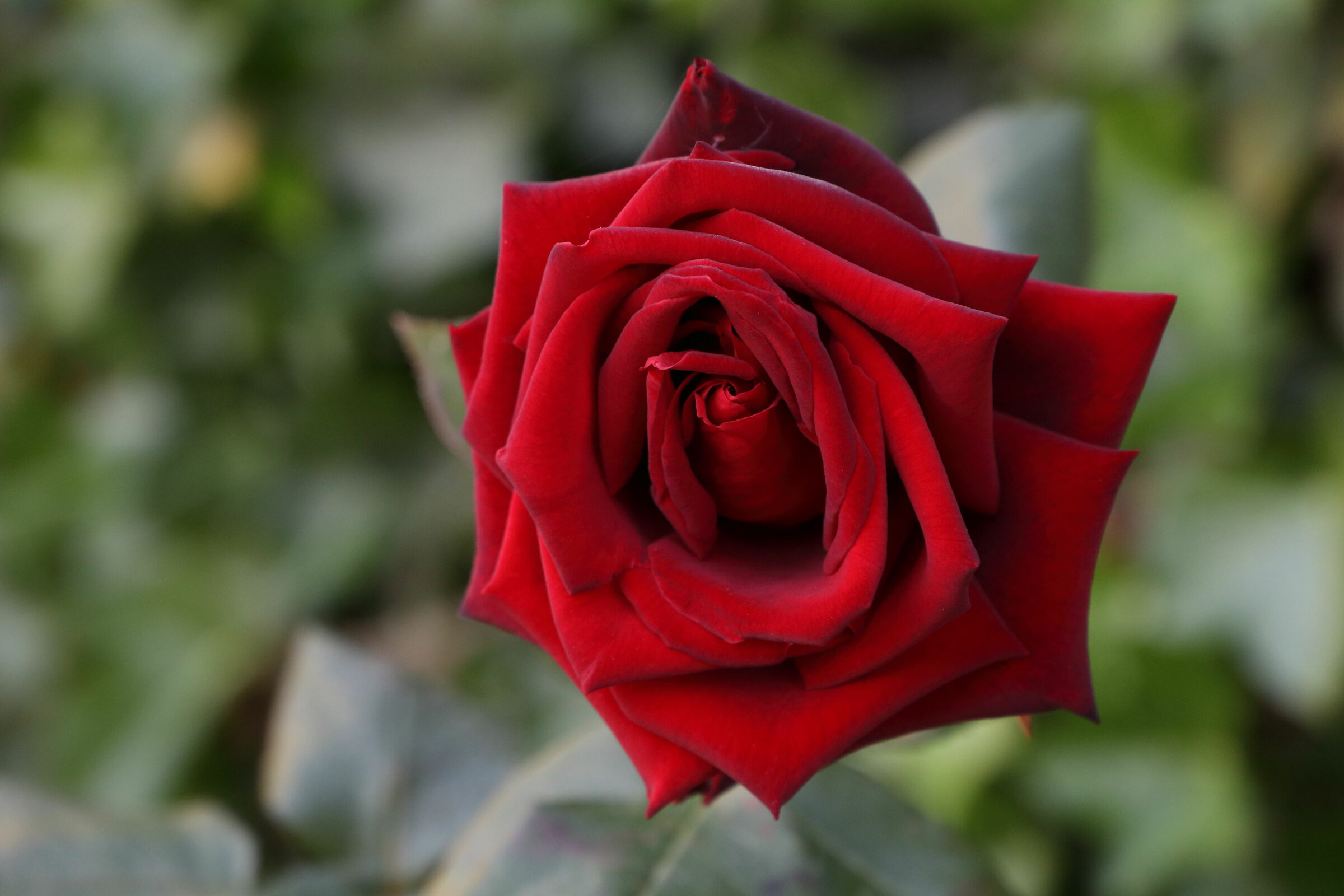The first velvety rose of the 2019