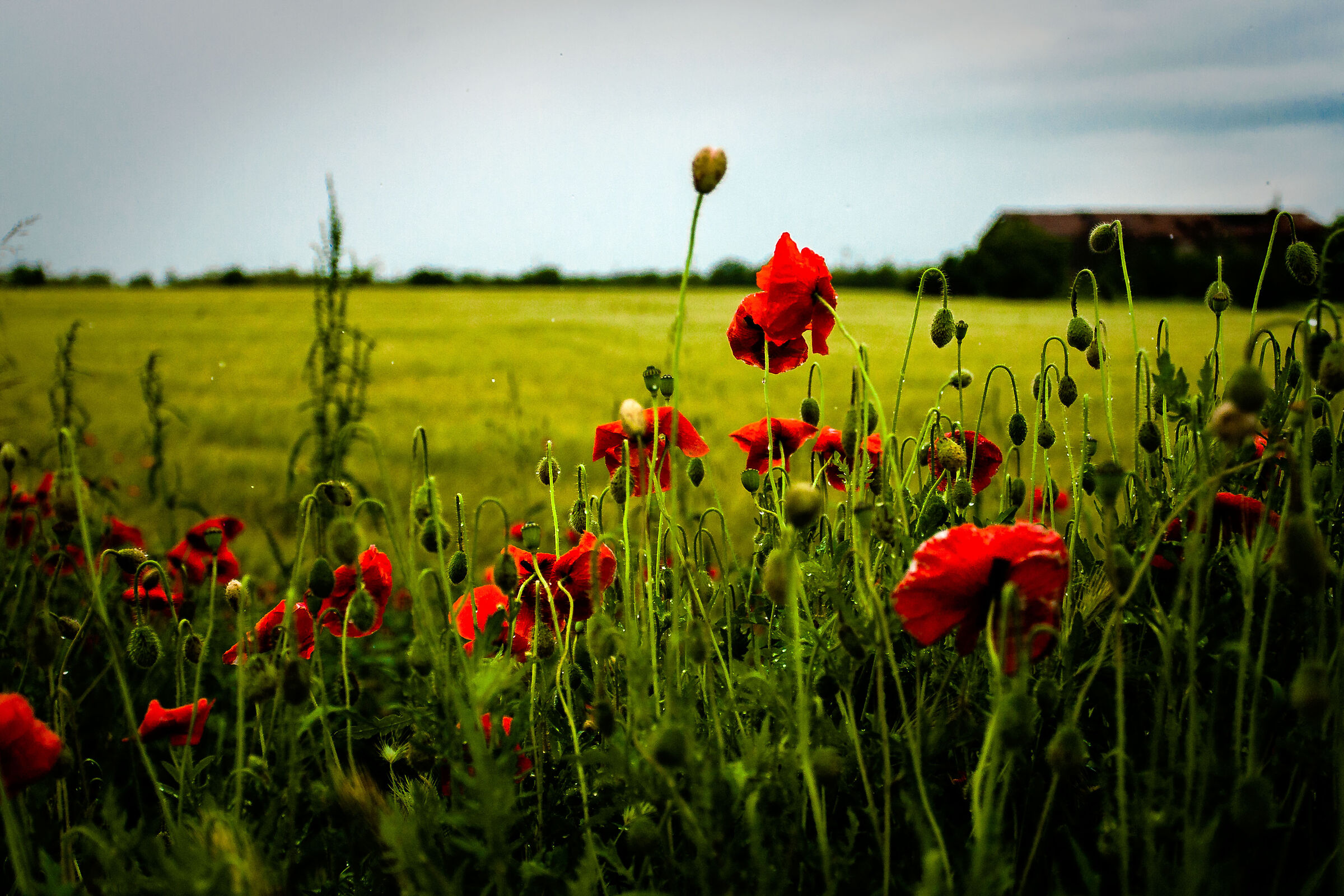 Poppies without umbrella