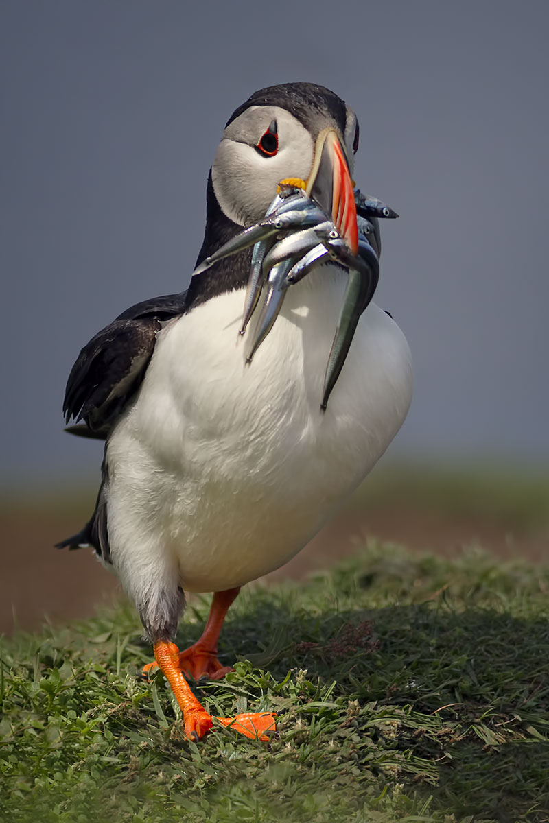 Puffin