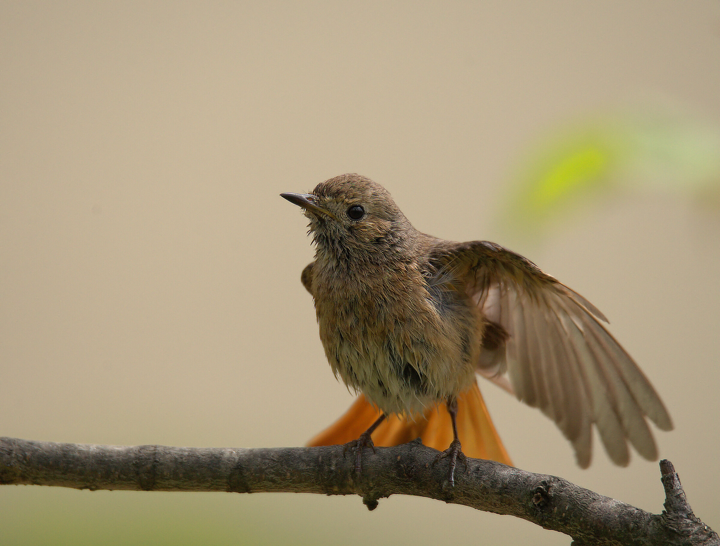 Codirosso comune femmina