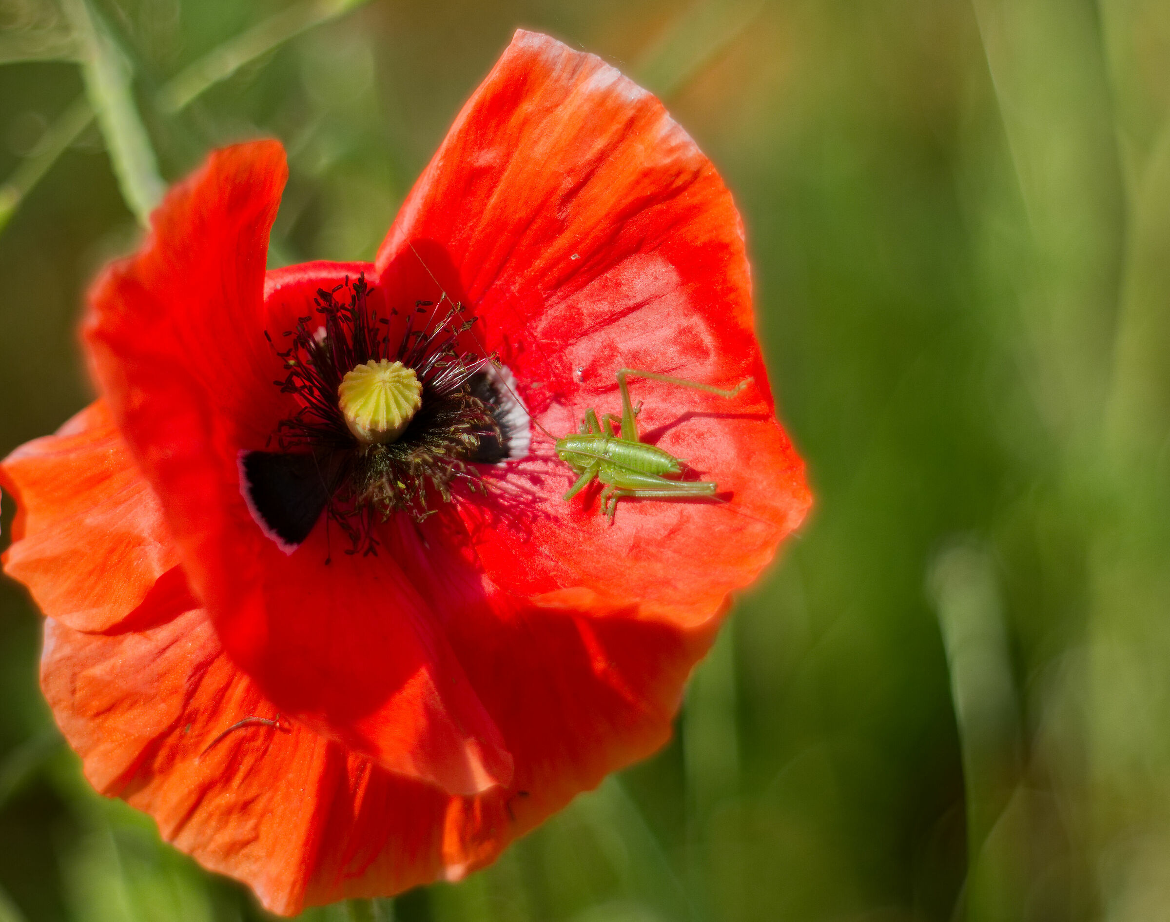 Il rosso e il verde