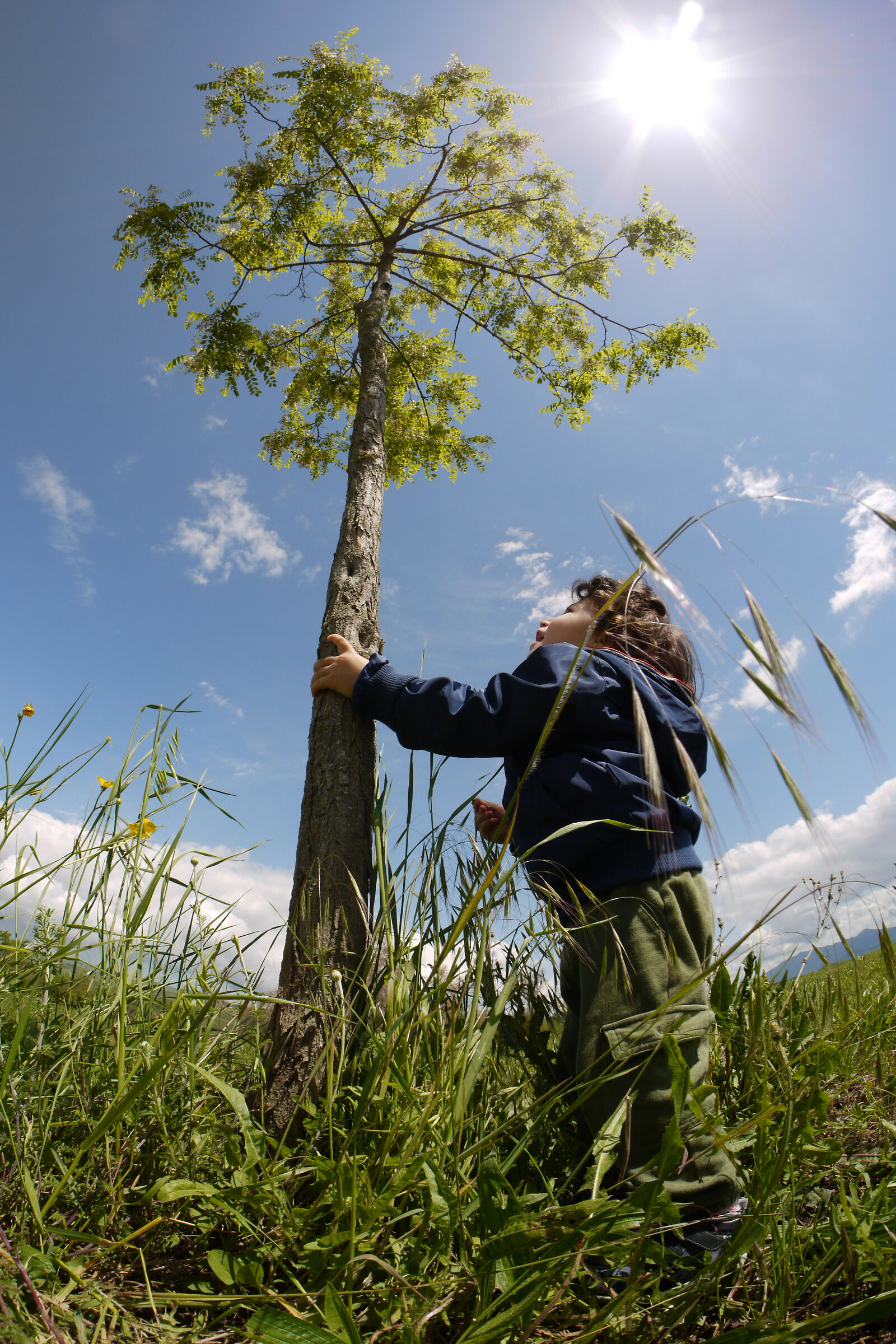 Mauro e l'albero