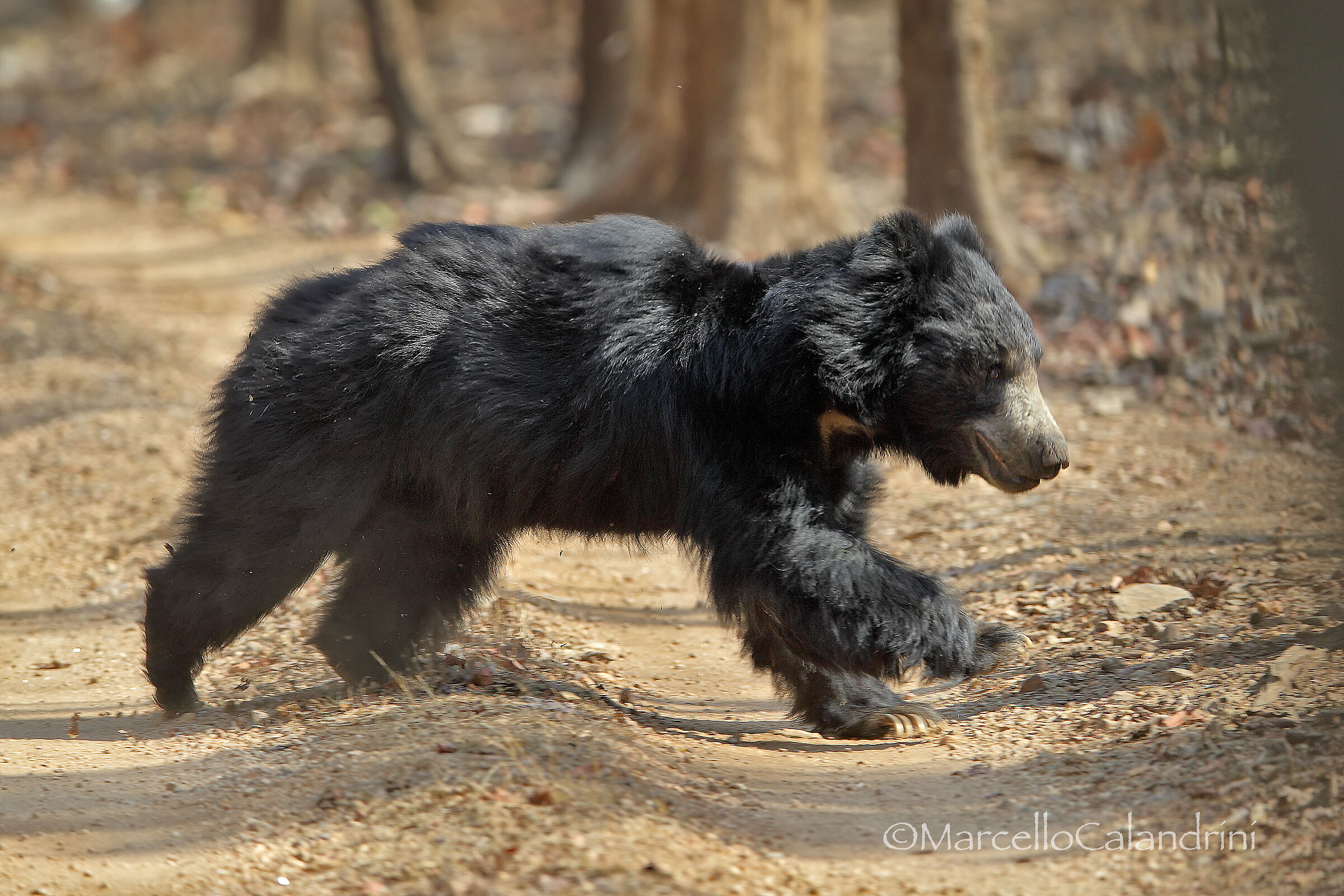 Sloth Bear