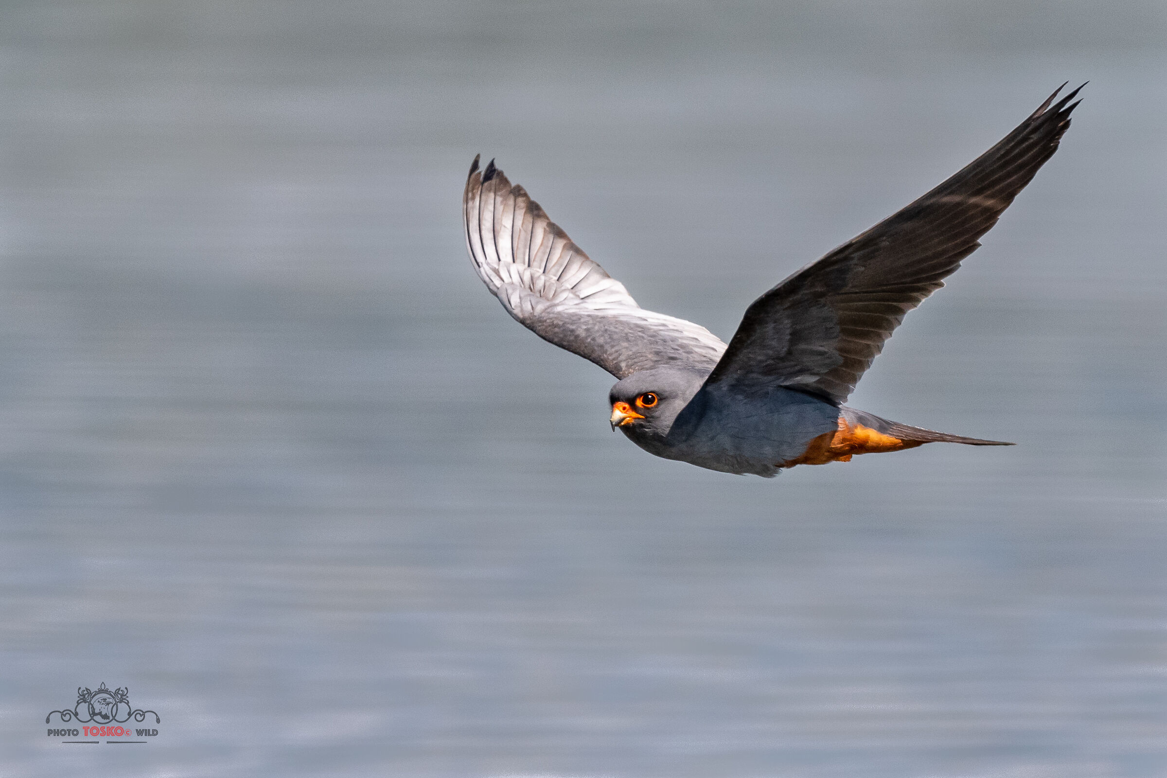Male Cuckoo Hawk (Falco Vespertinus)