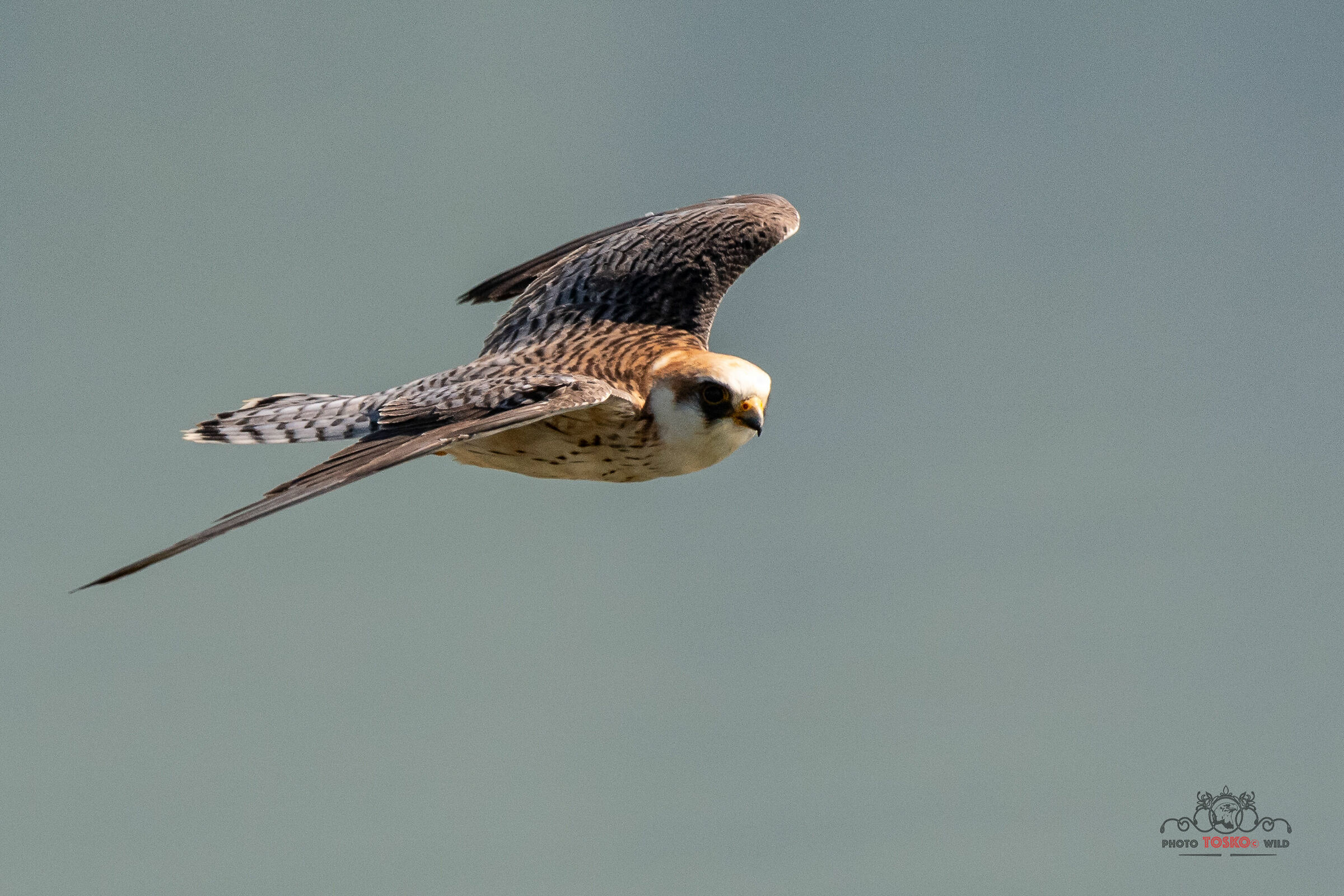 Female Cuckoo Hawk (Falco Vespertinus)