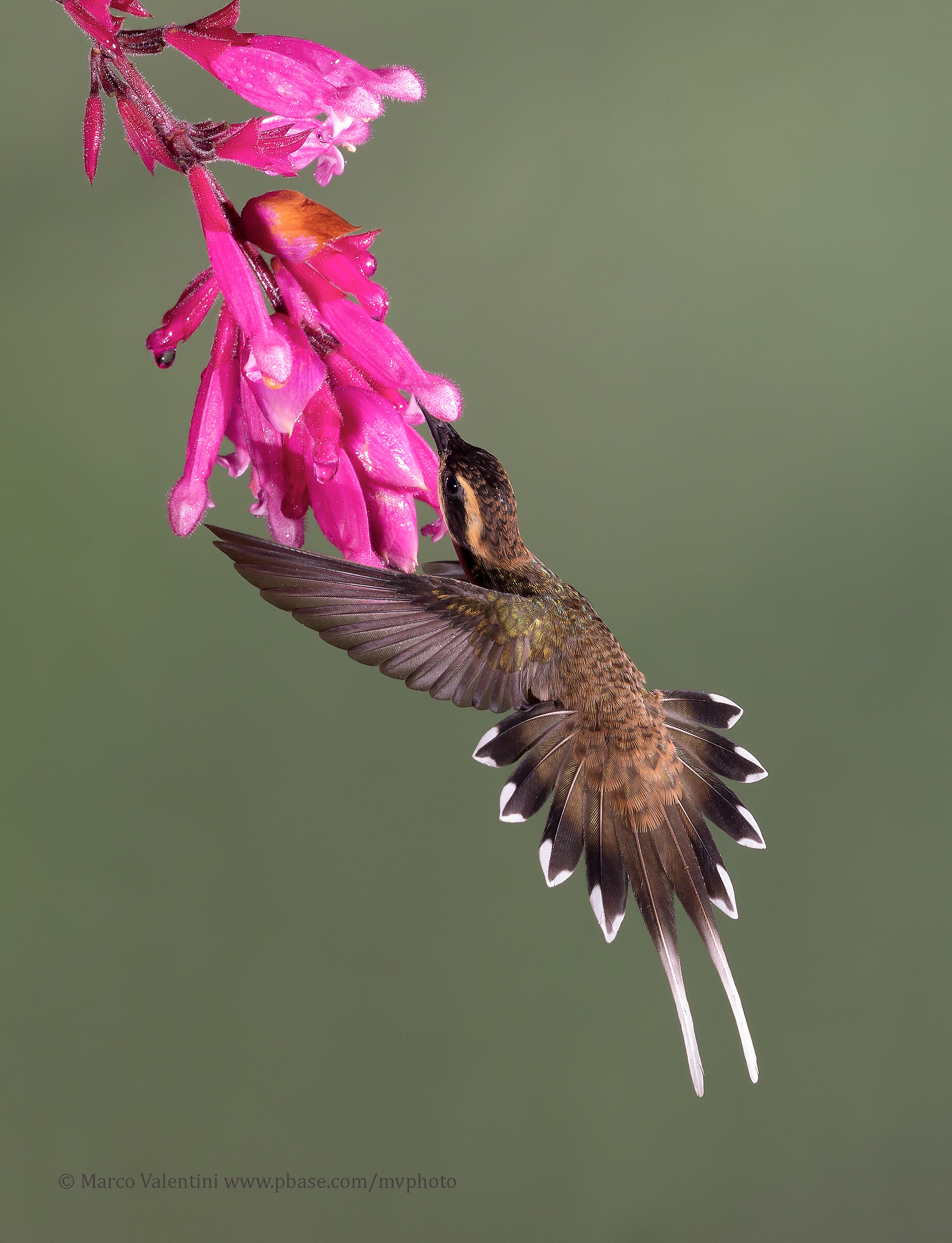 Colibrì eremita golasquamata