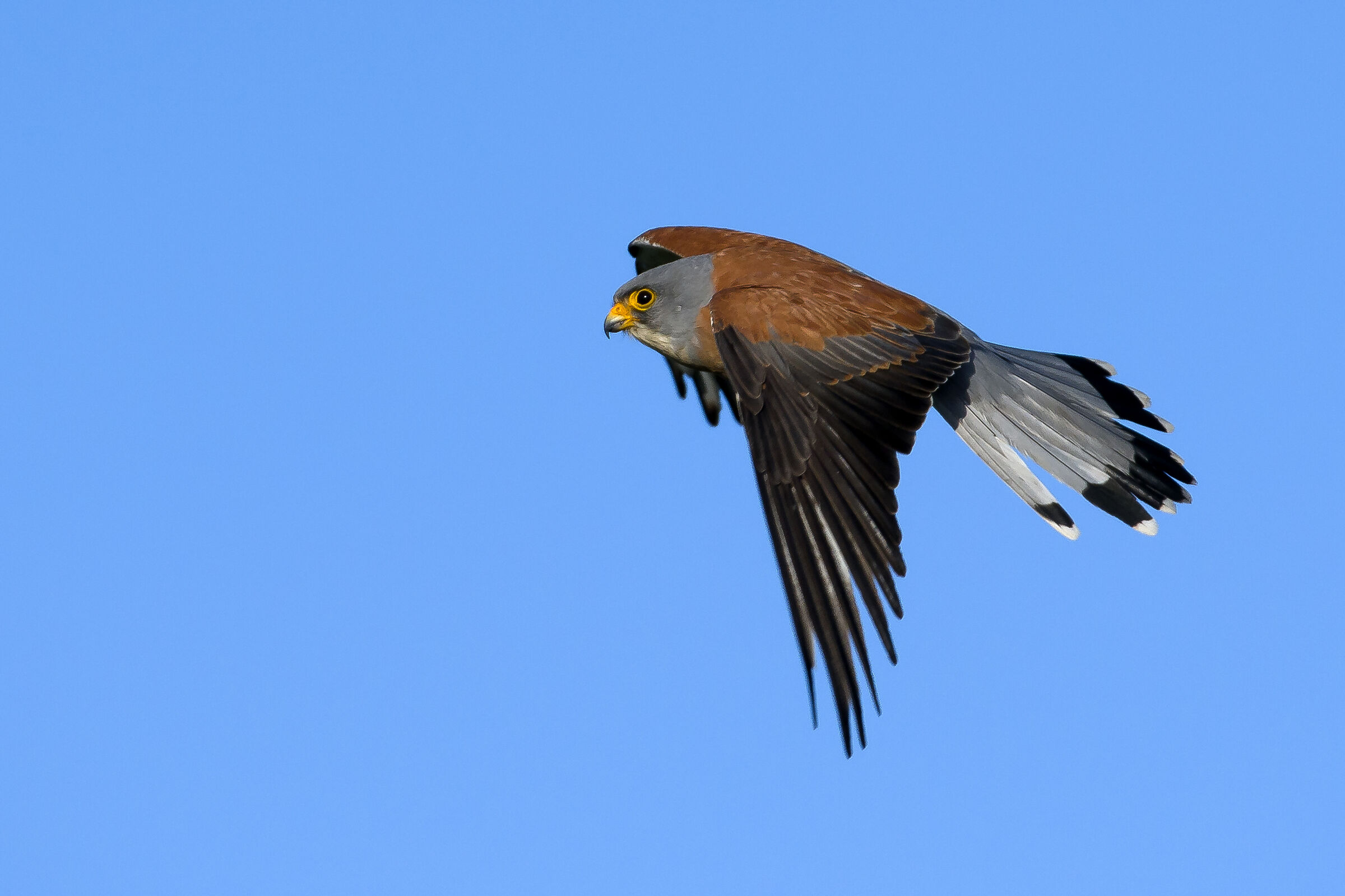 Grillaio (Falco naumanni)