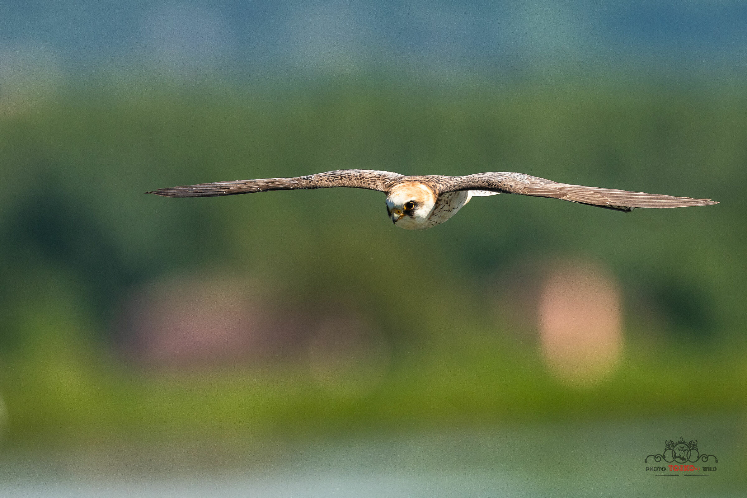 Female Cuckoo Hawk (Falco Vespertinus)