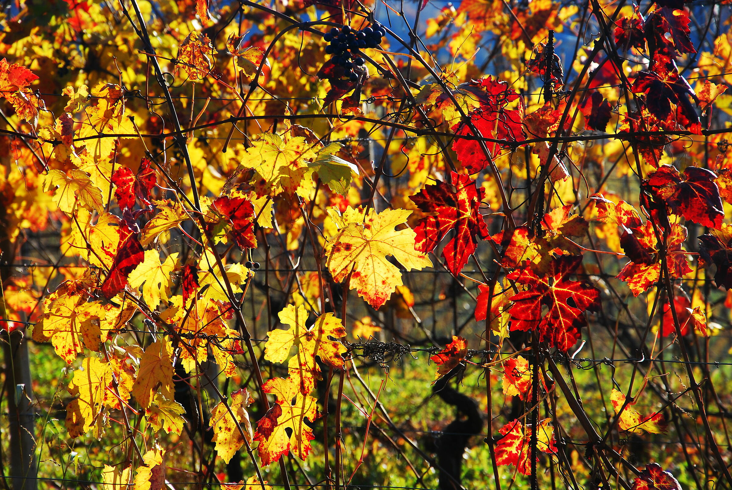 Maturity Autumn Leaves
