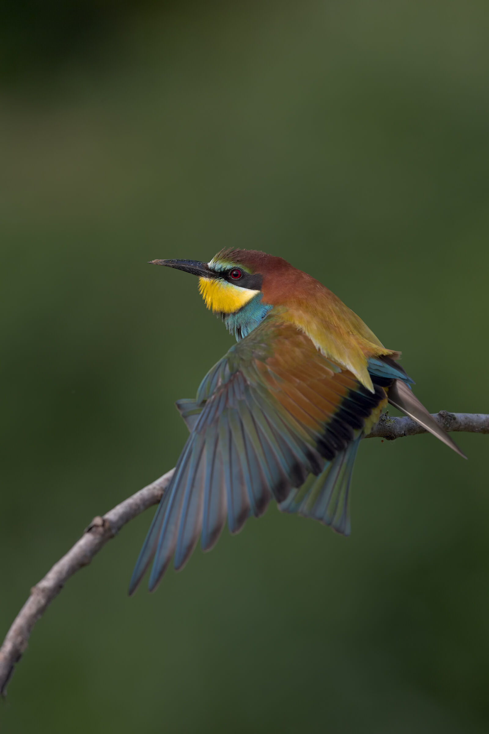 Bee-eater