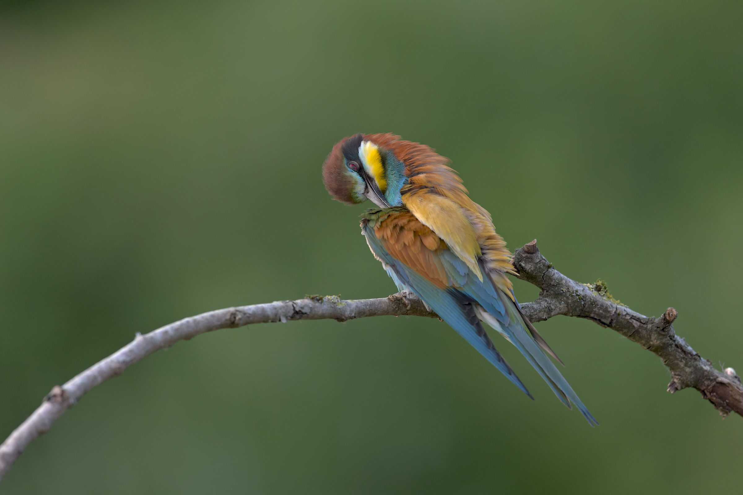 Bee-eater