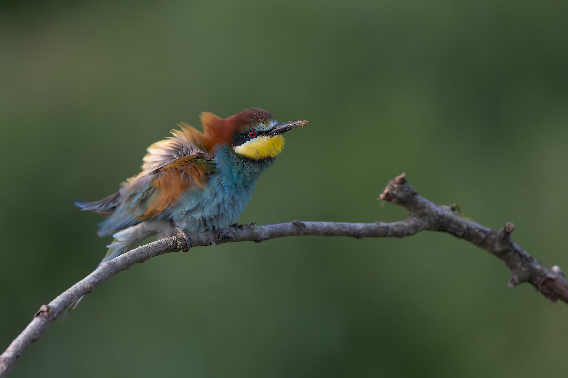 Bee-eater