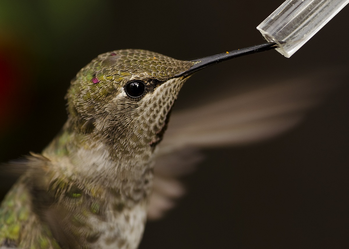 Anna's Hummingbird Portrait IV