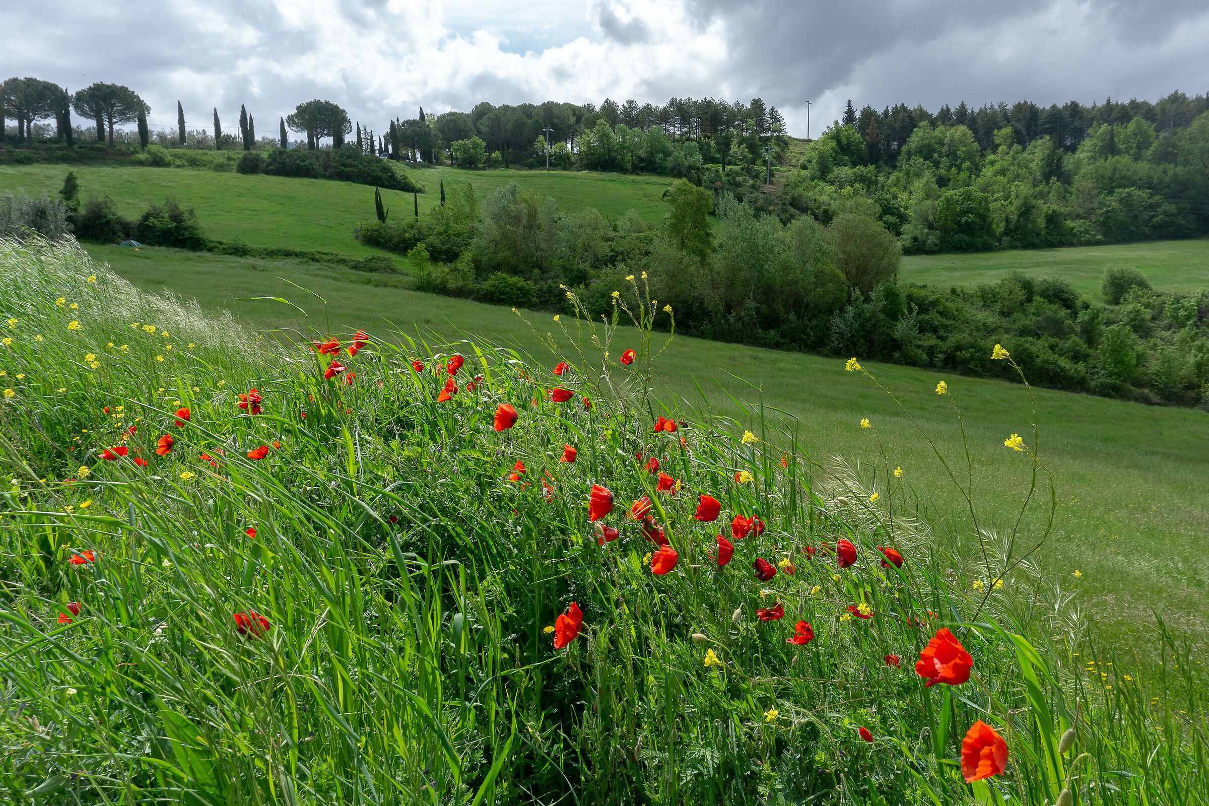 Spring in Chianti
