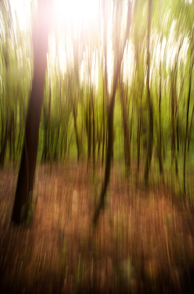 In the Wood