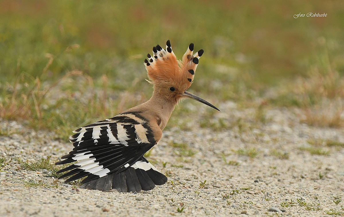 The hoopoe in stretching...