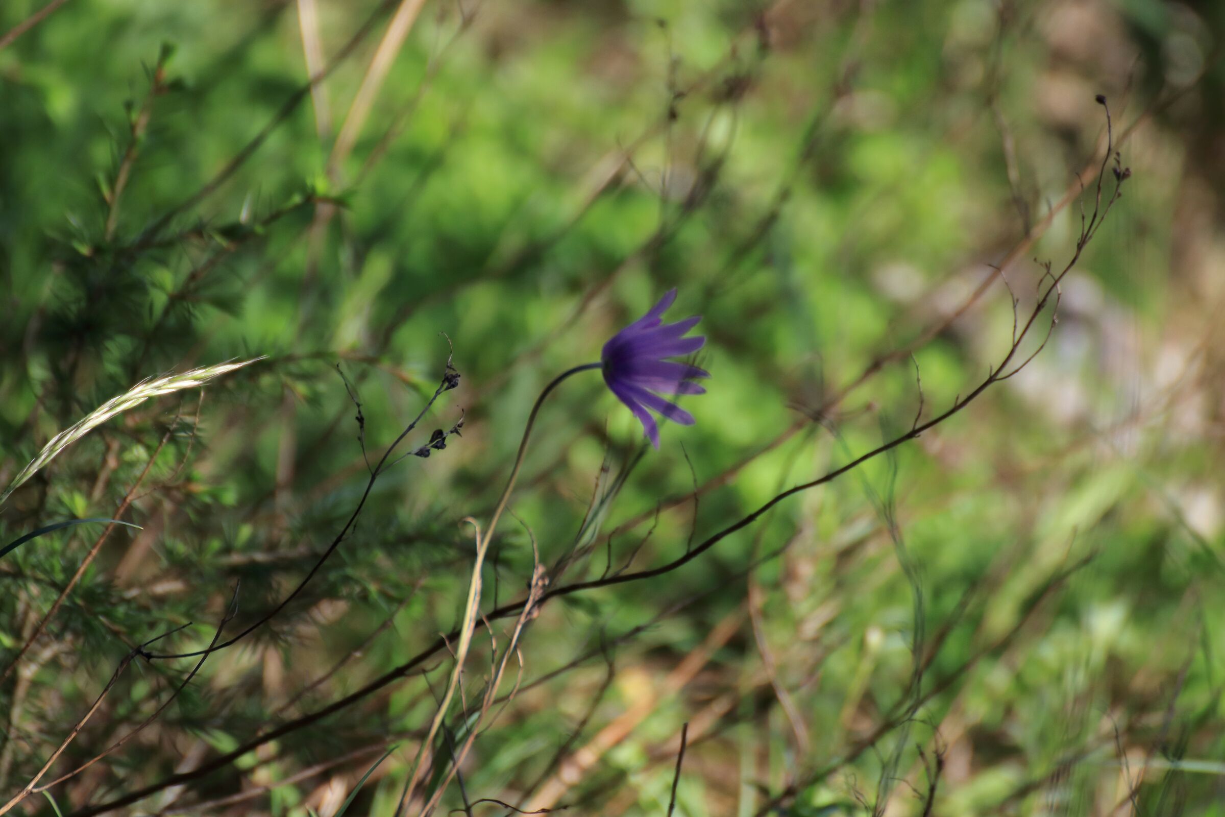 un fiore nel sottobosco