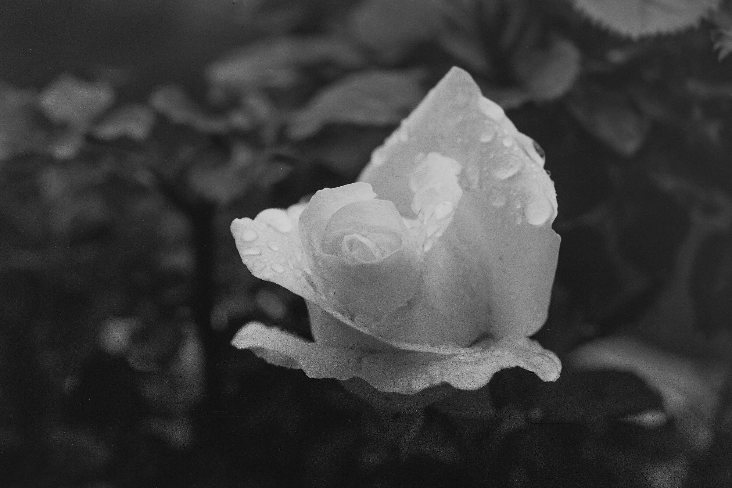 (Black &) White Rose...