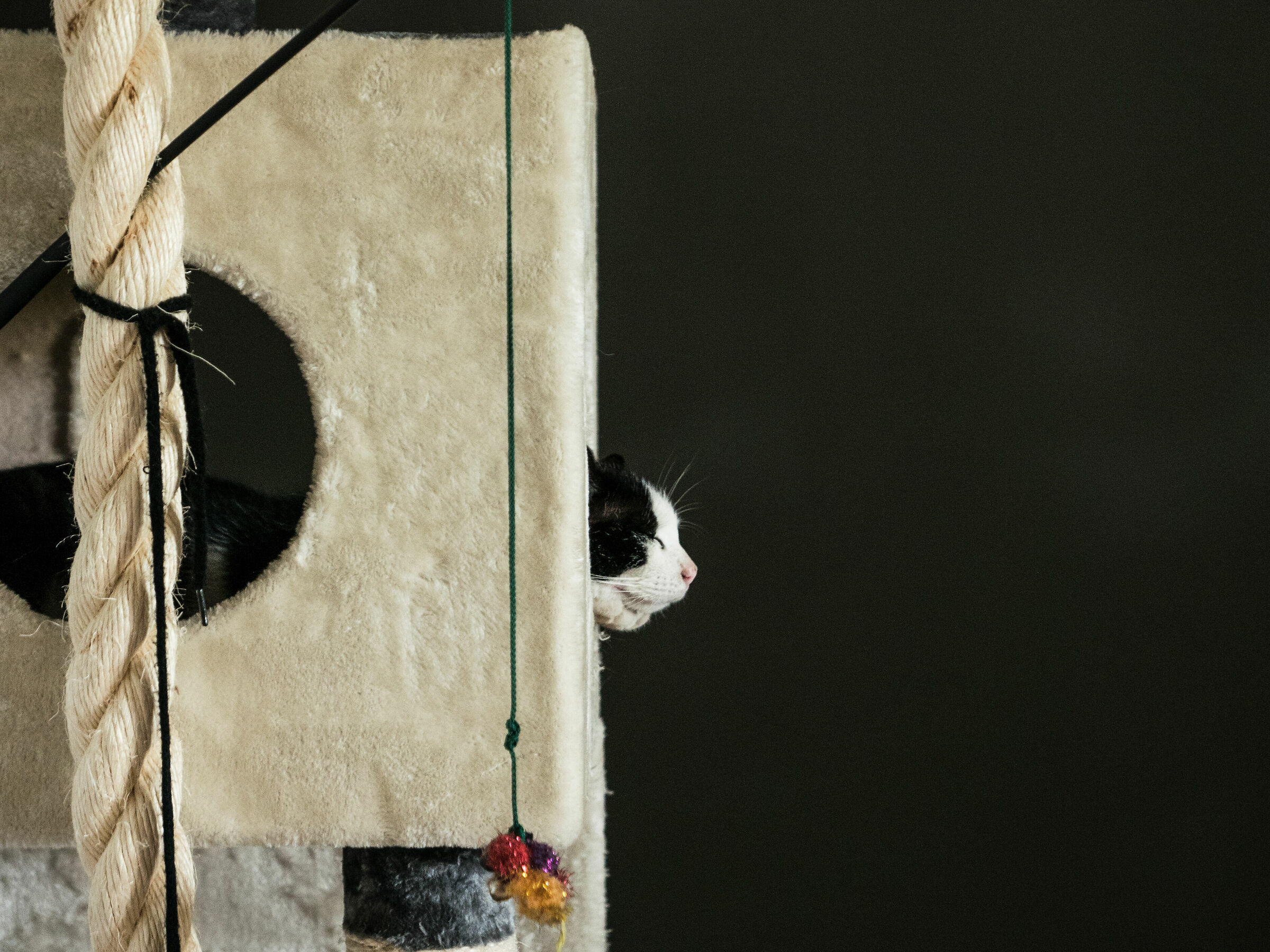 Smilzo, il gatto di Schrödinger