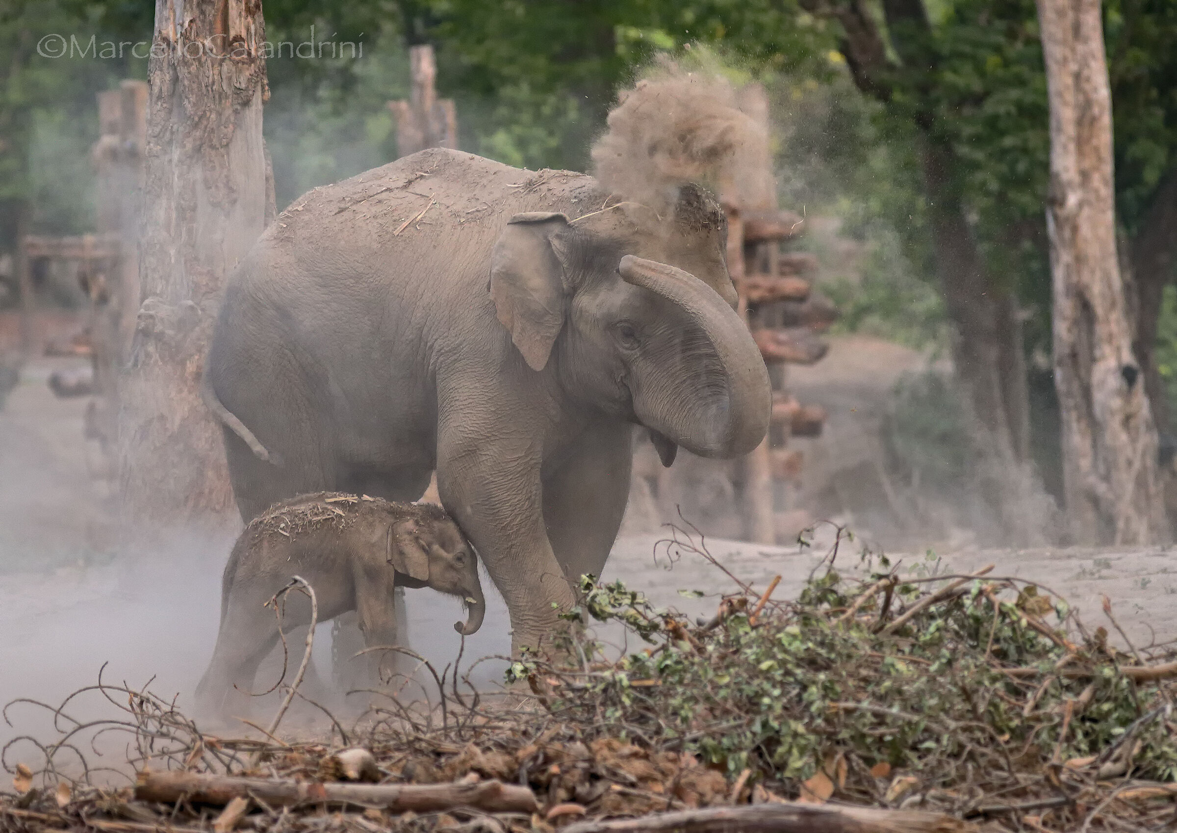 Elefantessa from work and small