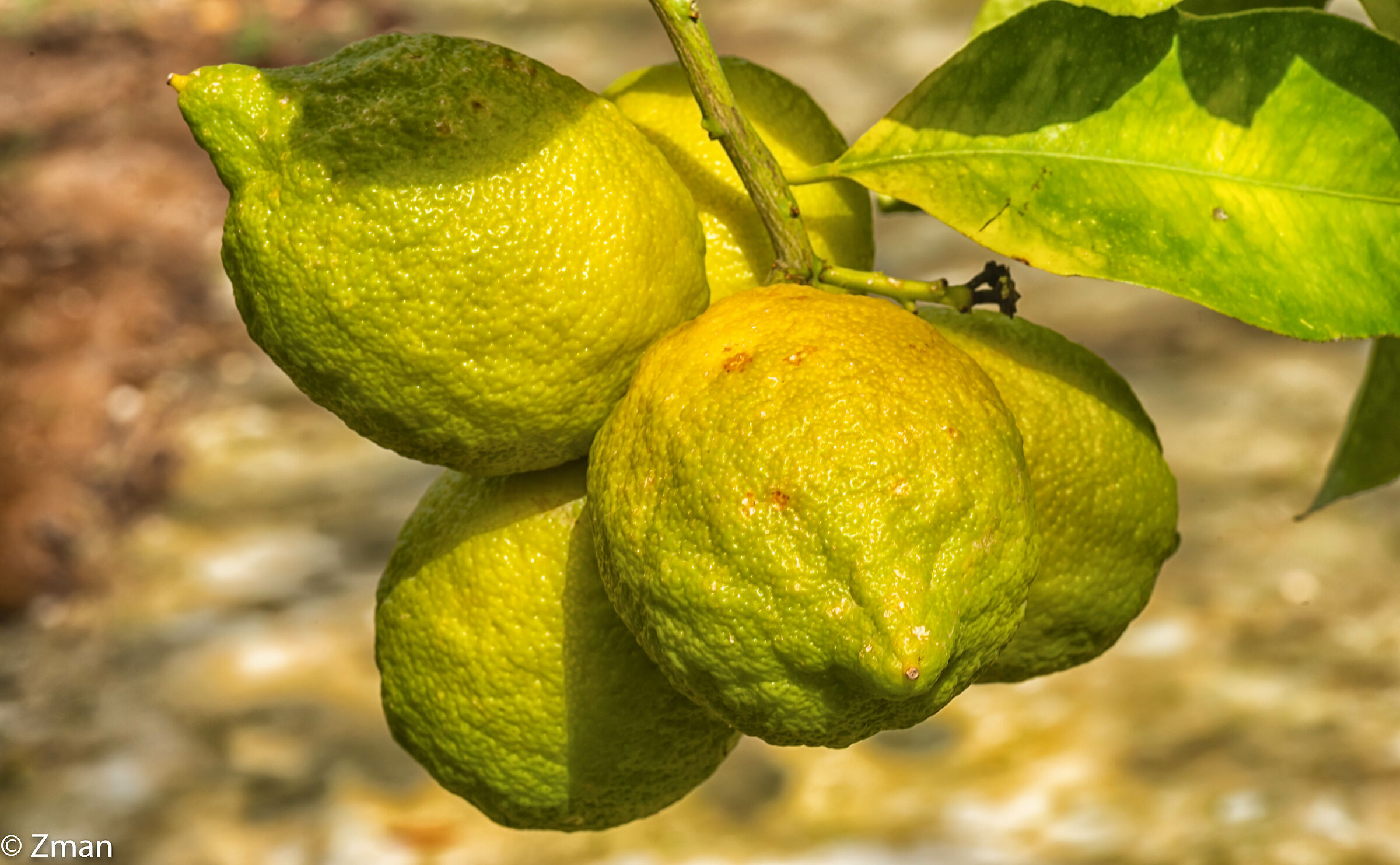 limone