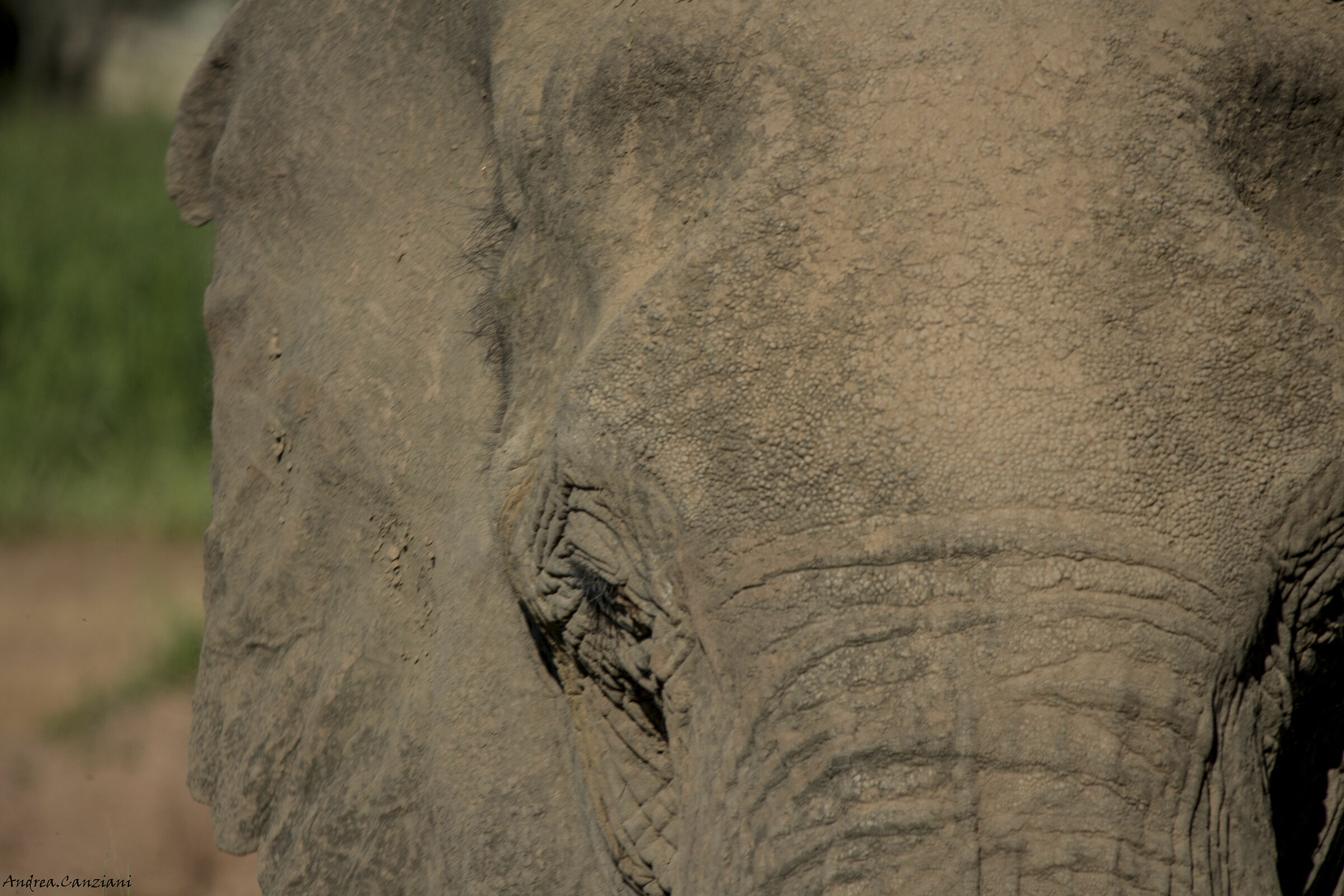 L'occhio dell'elefante