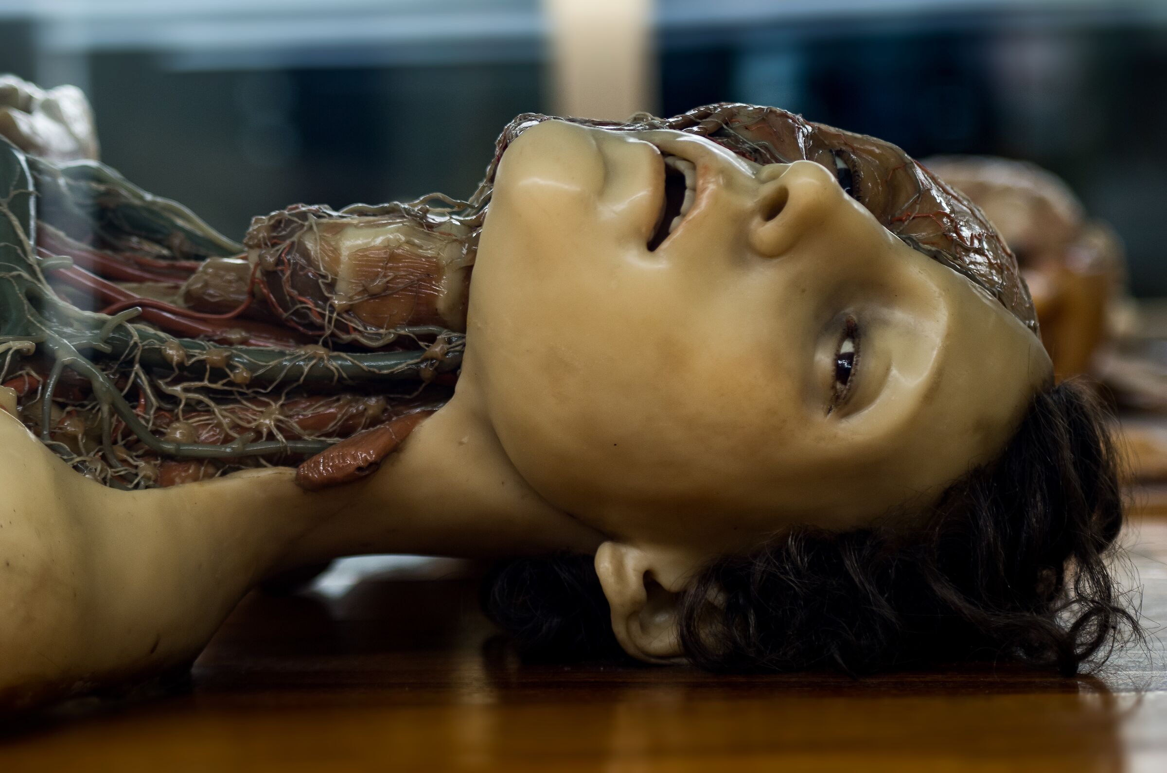 Museo delle Cere Anatomiche